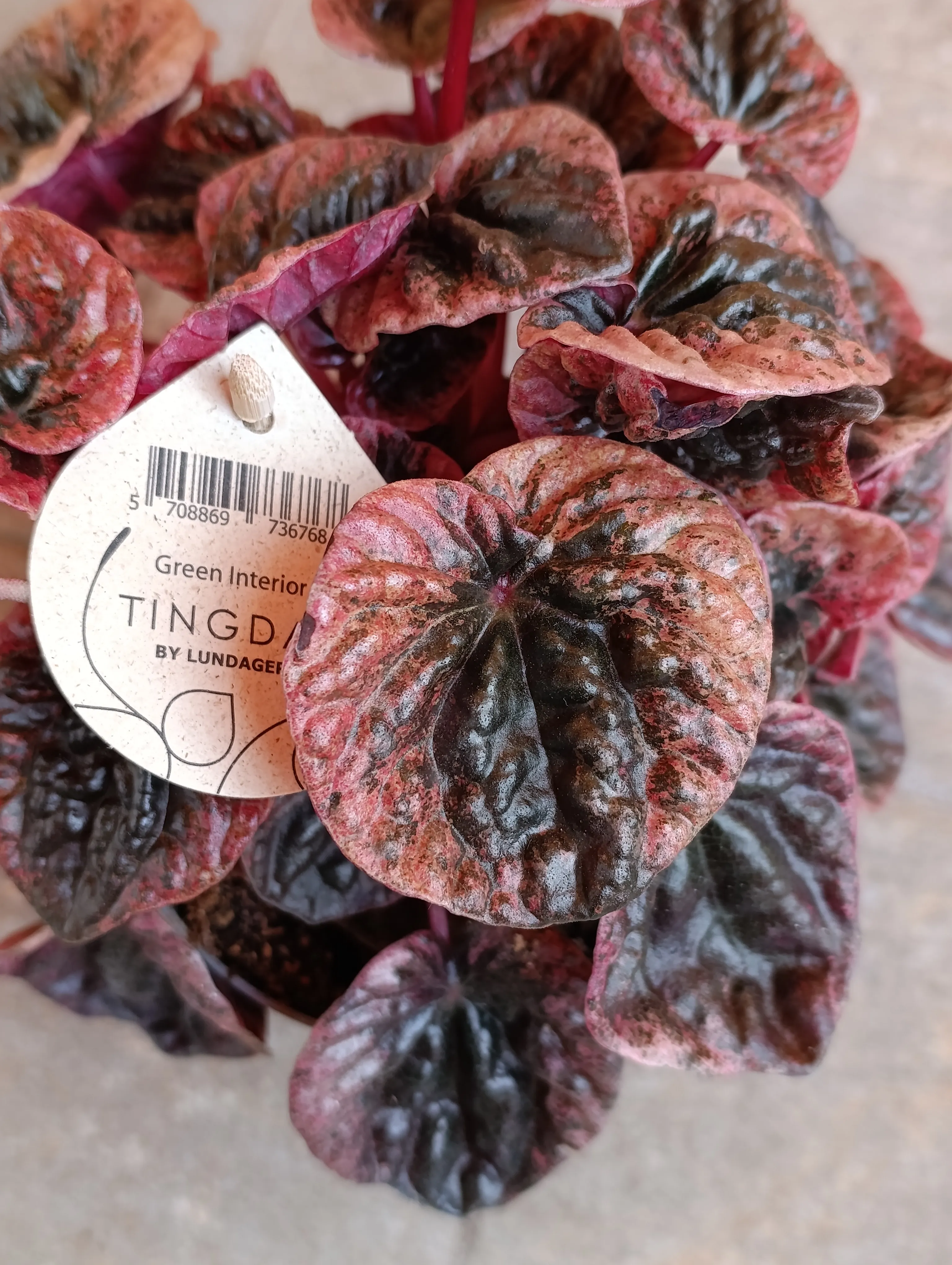 Peperomia caperata Abricos