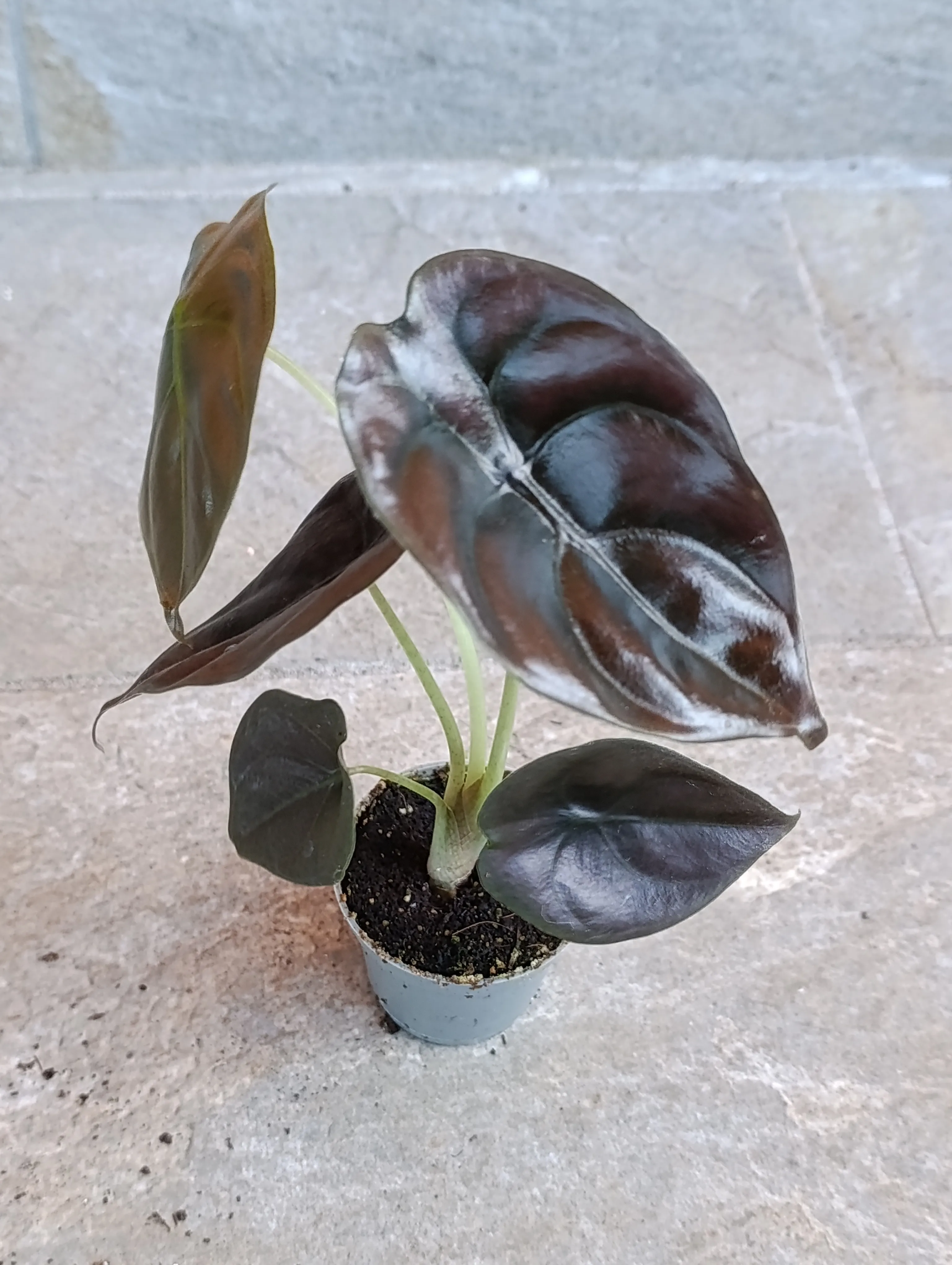Alocasia Cuprea 