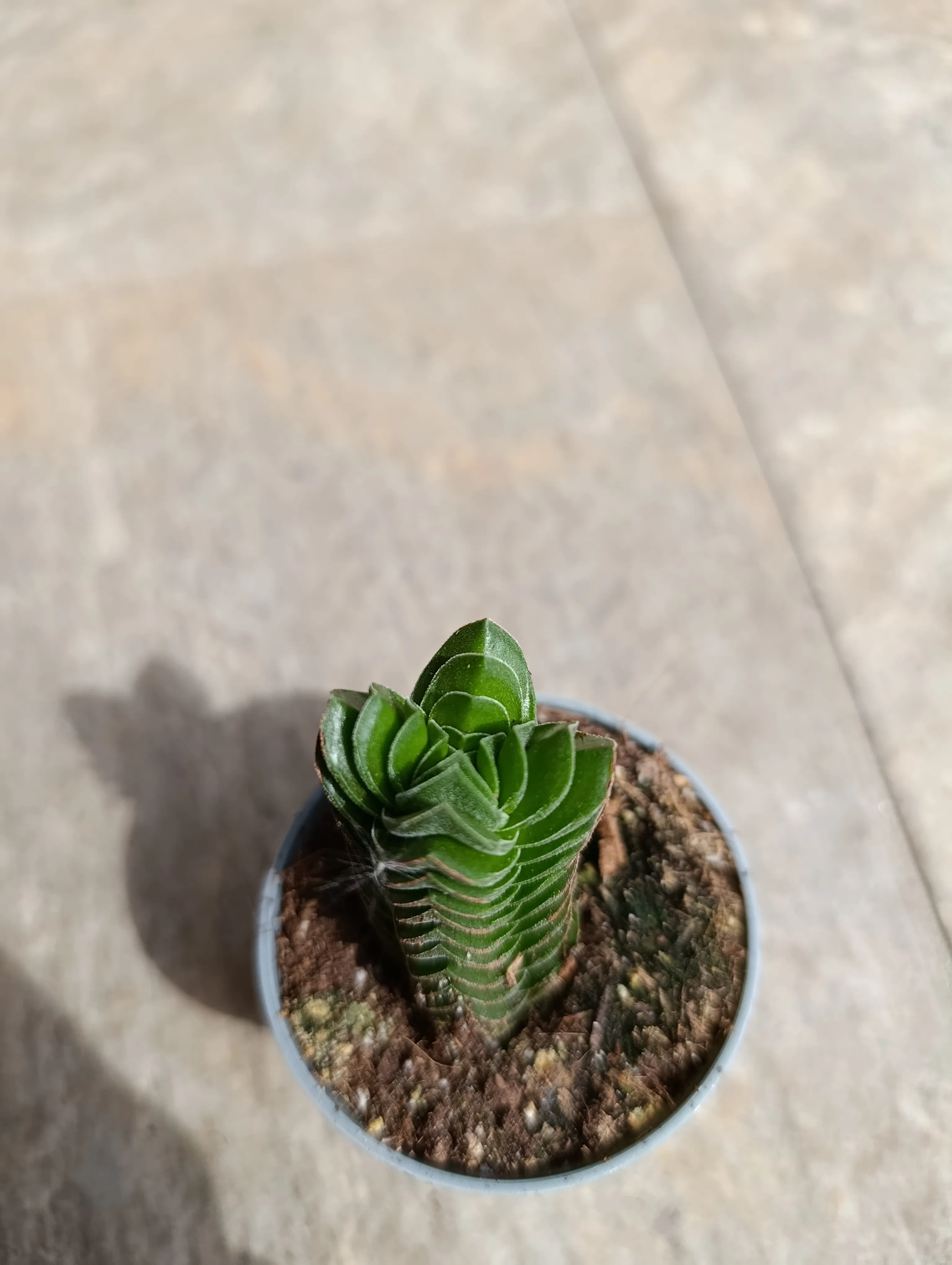 Crassula 'Tempio di Buddha'