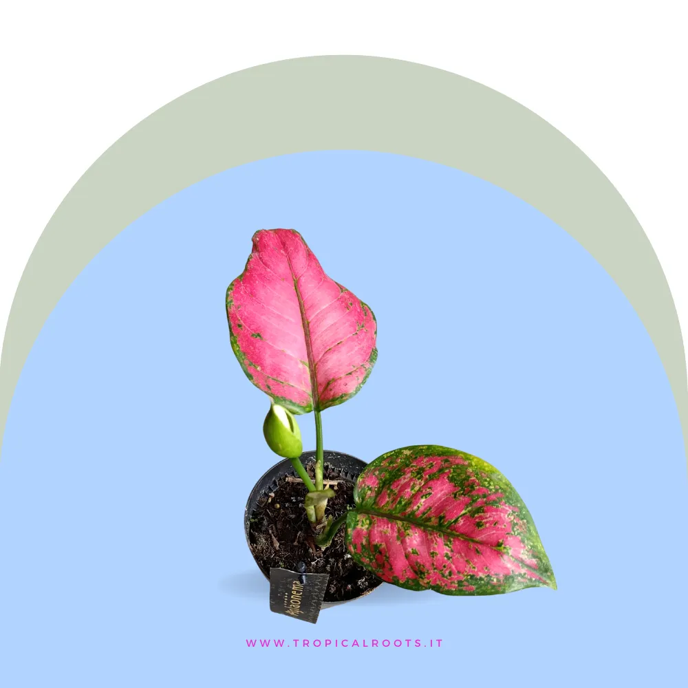 Aglaonema Pink Elegance