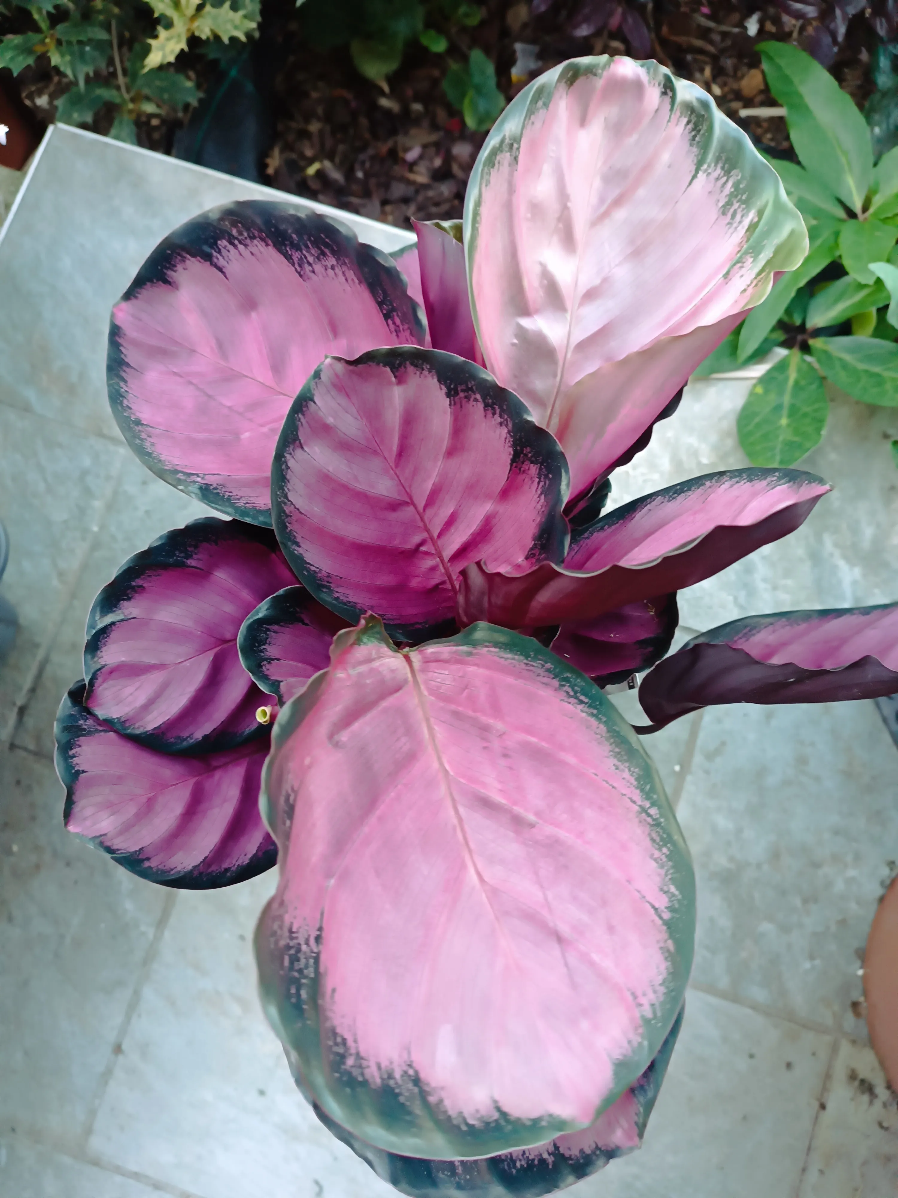 Calathea roseopicta rosy