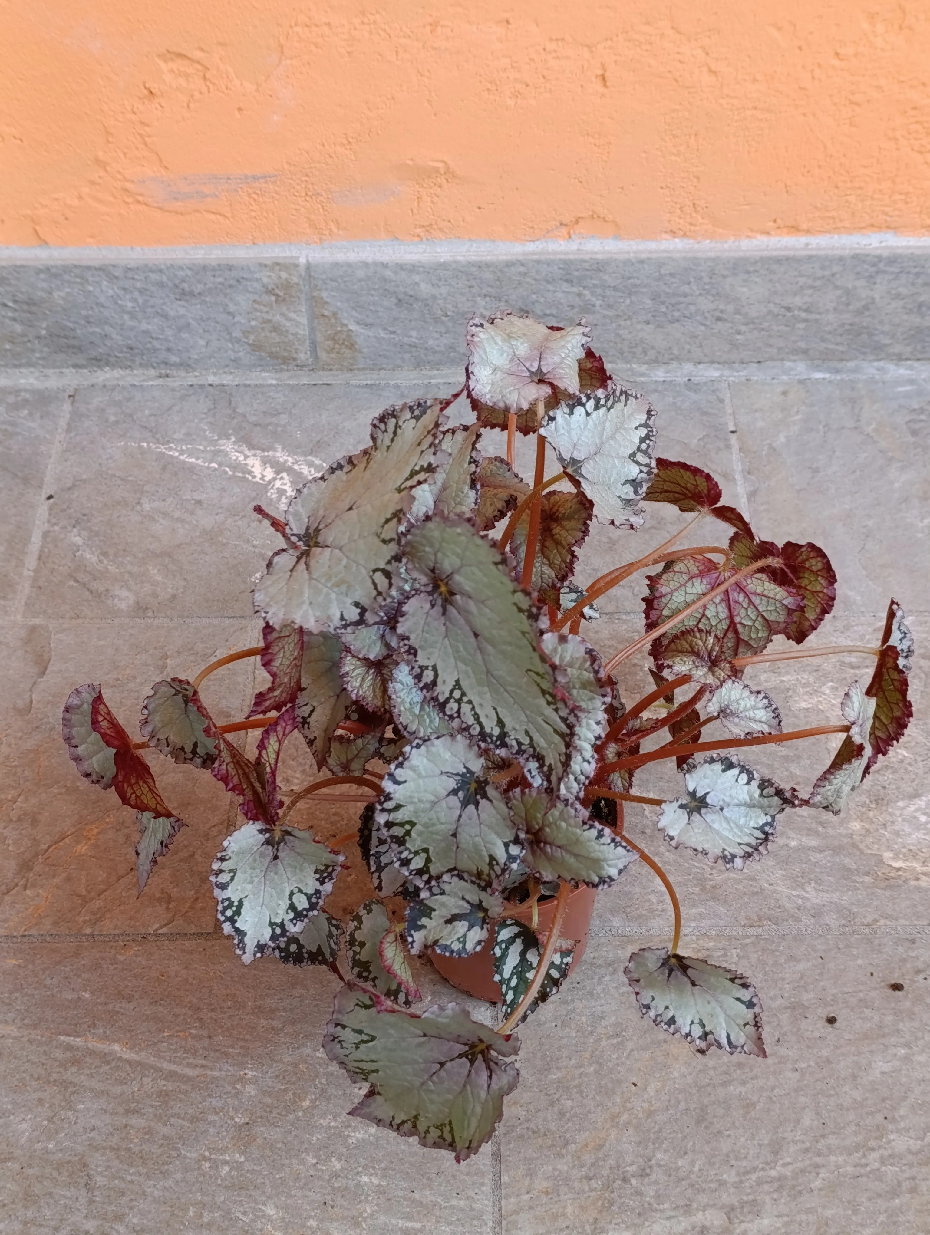 Begonia Rex 'Bolero'