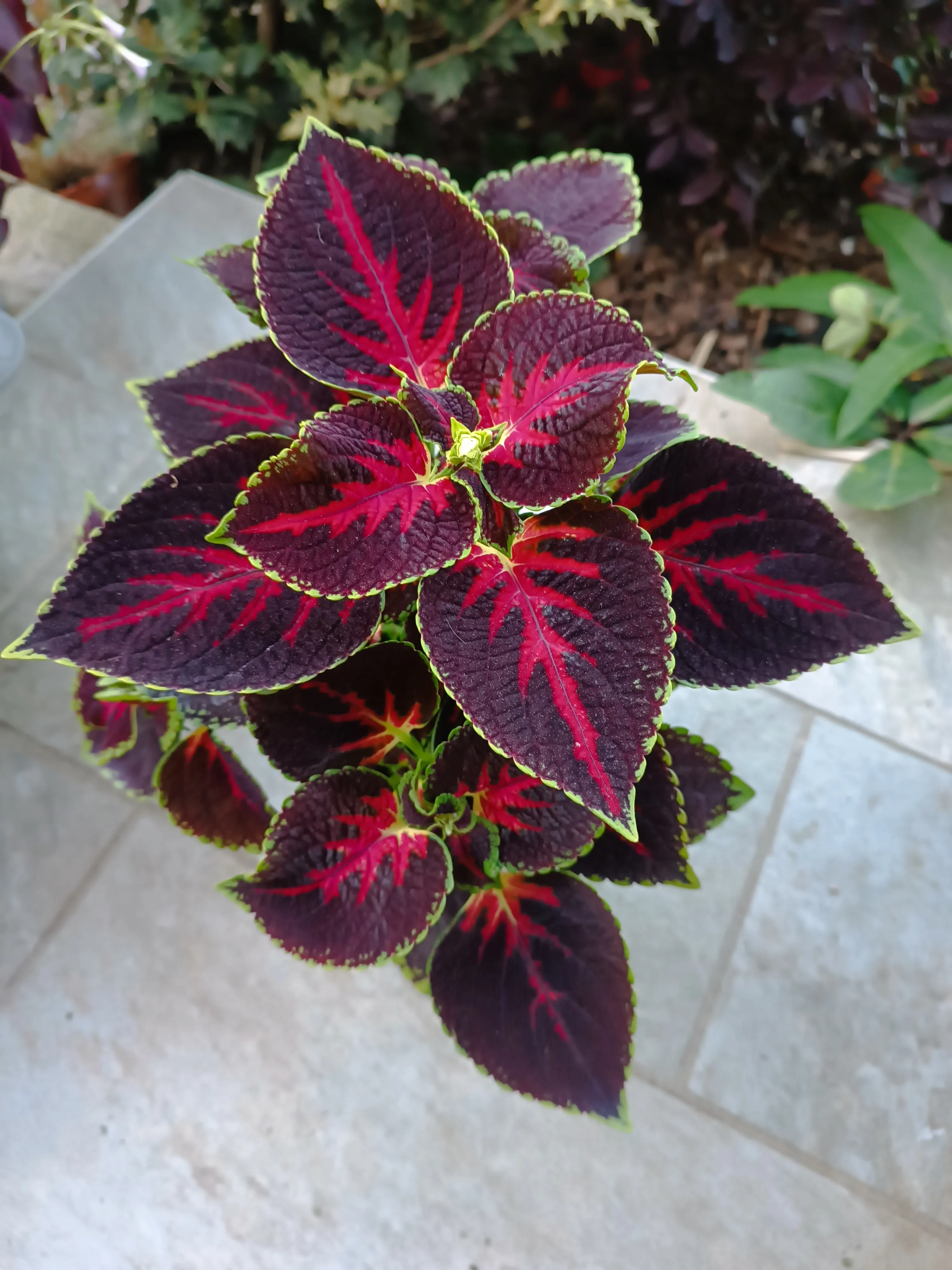 Coleus Red Arrow