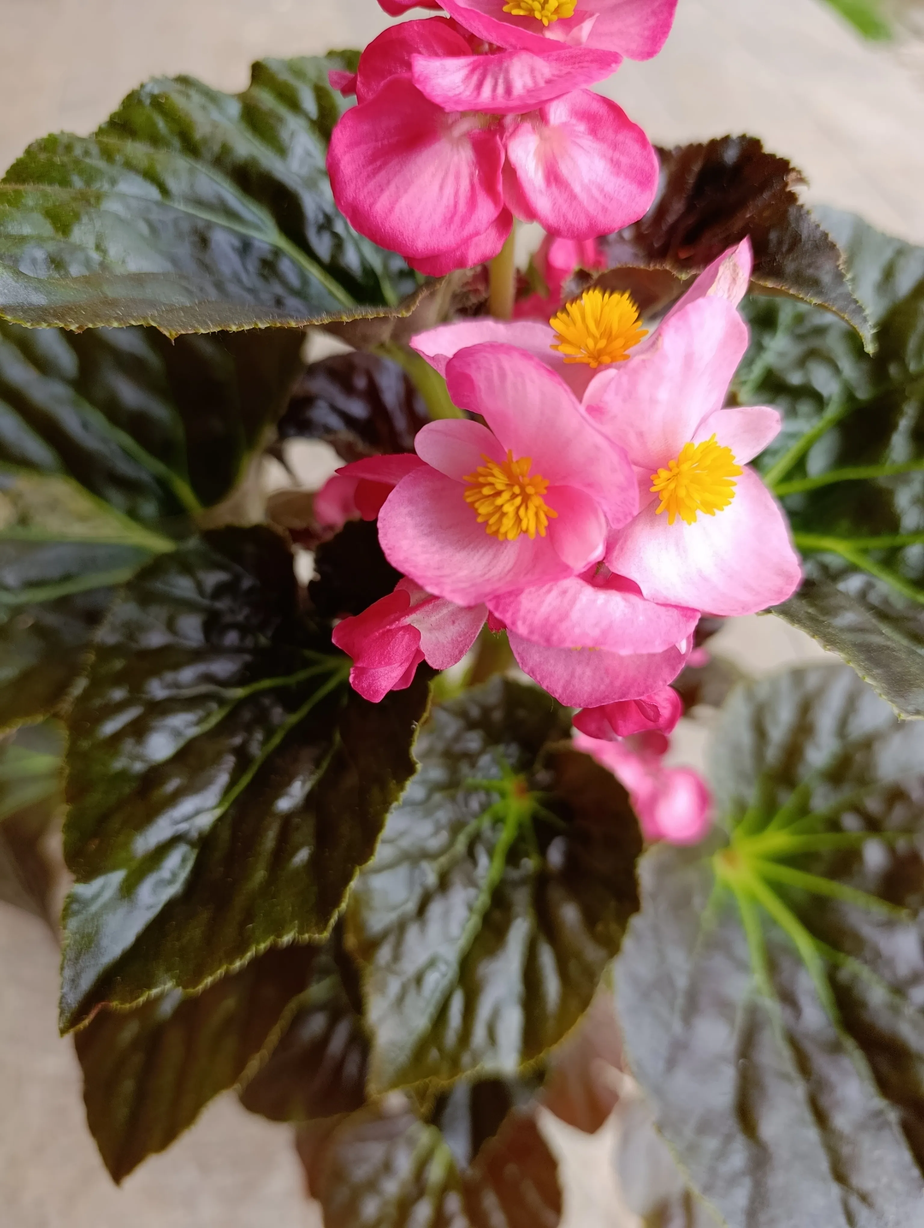 Begonia Semperflorens