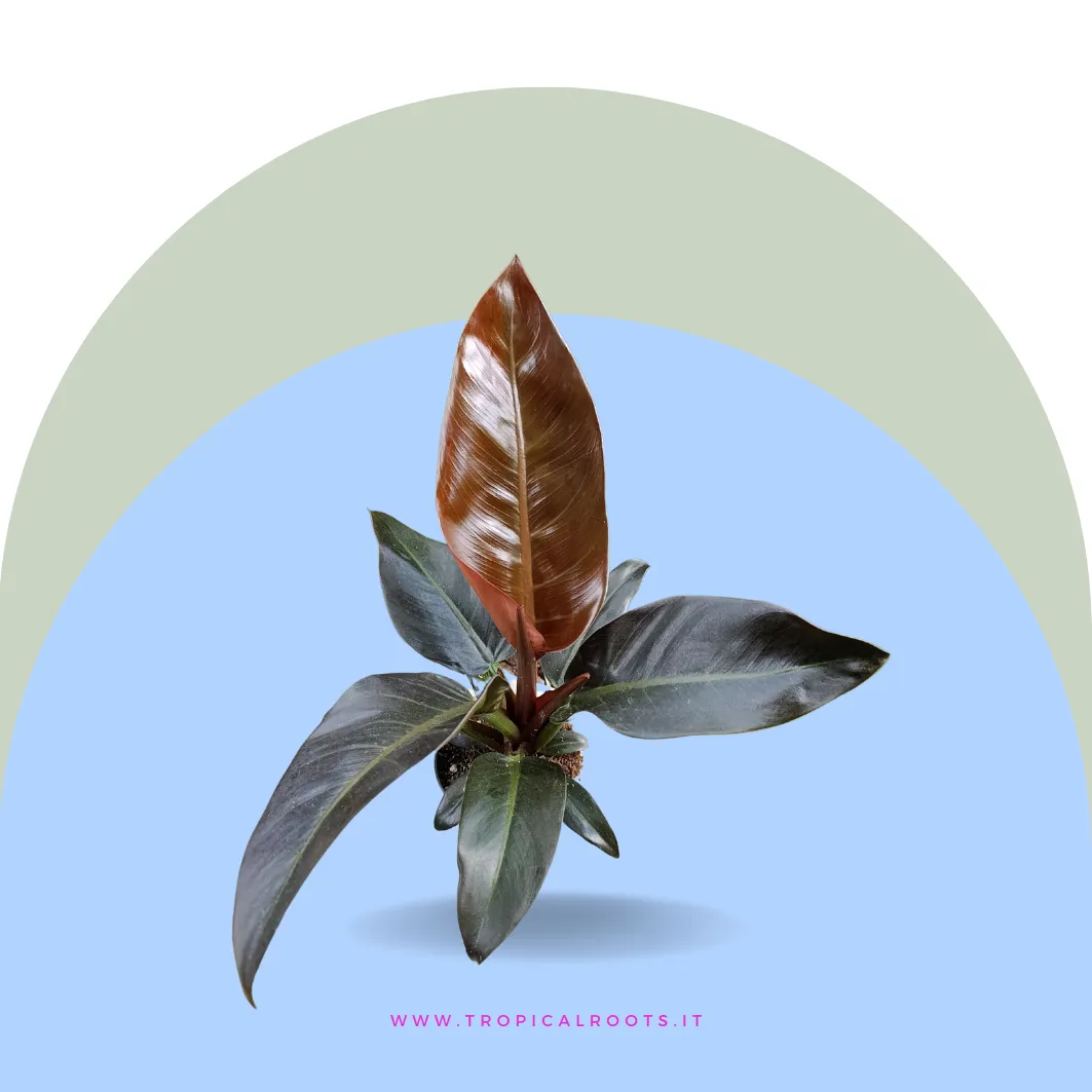 Philodendron 'Black Cardinal'