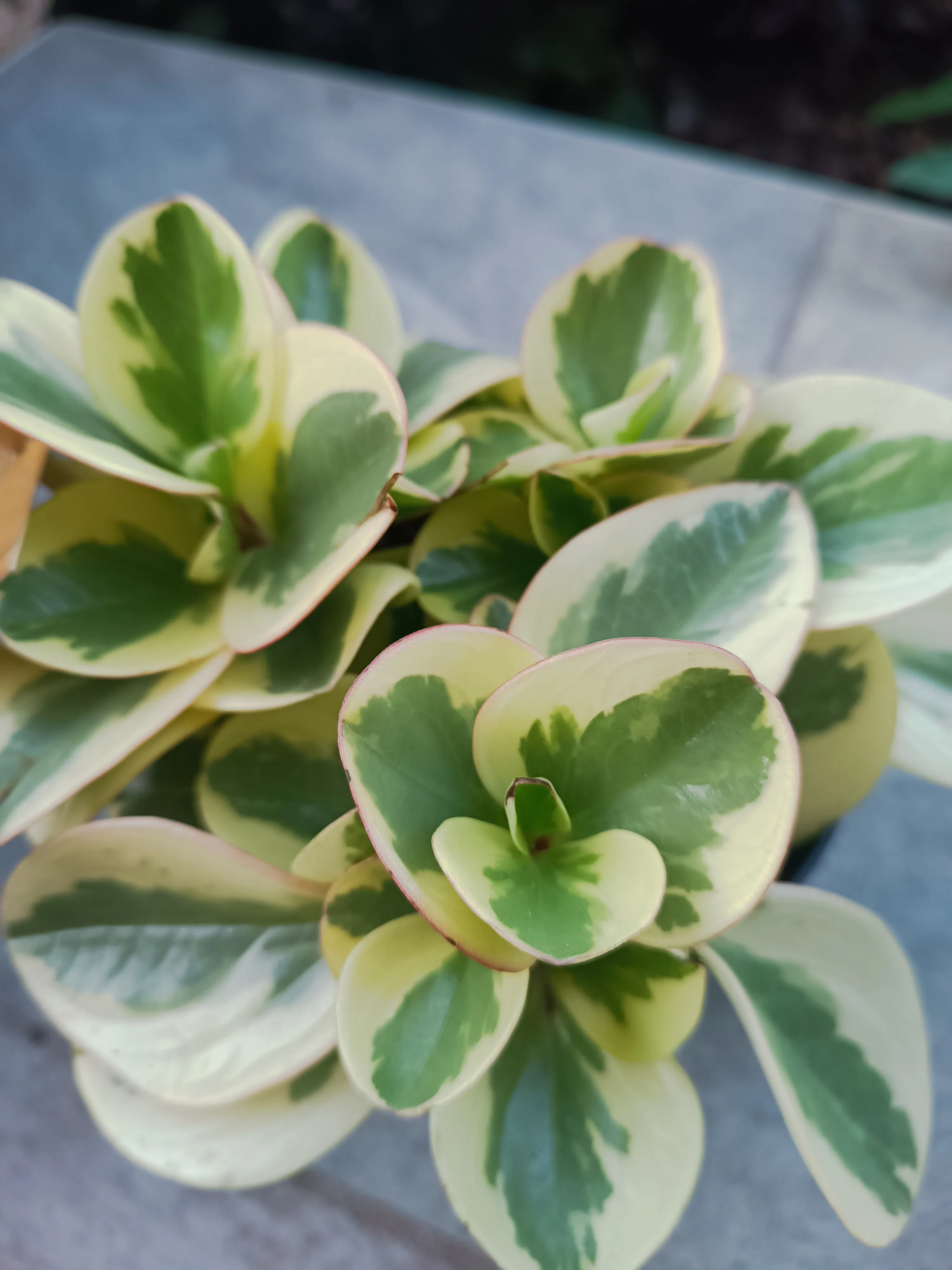 Peperomia obtusifolia bicolor