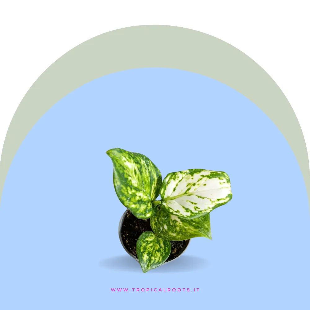 Aglaonema Snowflake