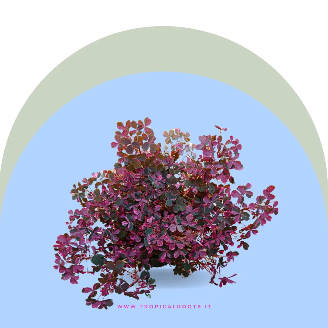 Oxalis Vulcanicola Pink Grande 