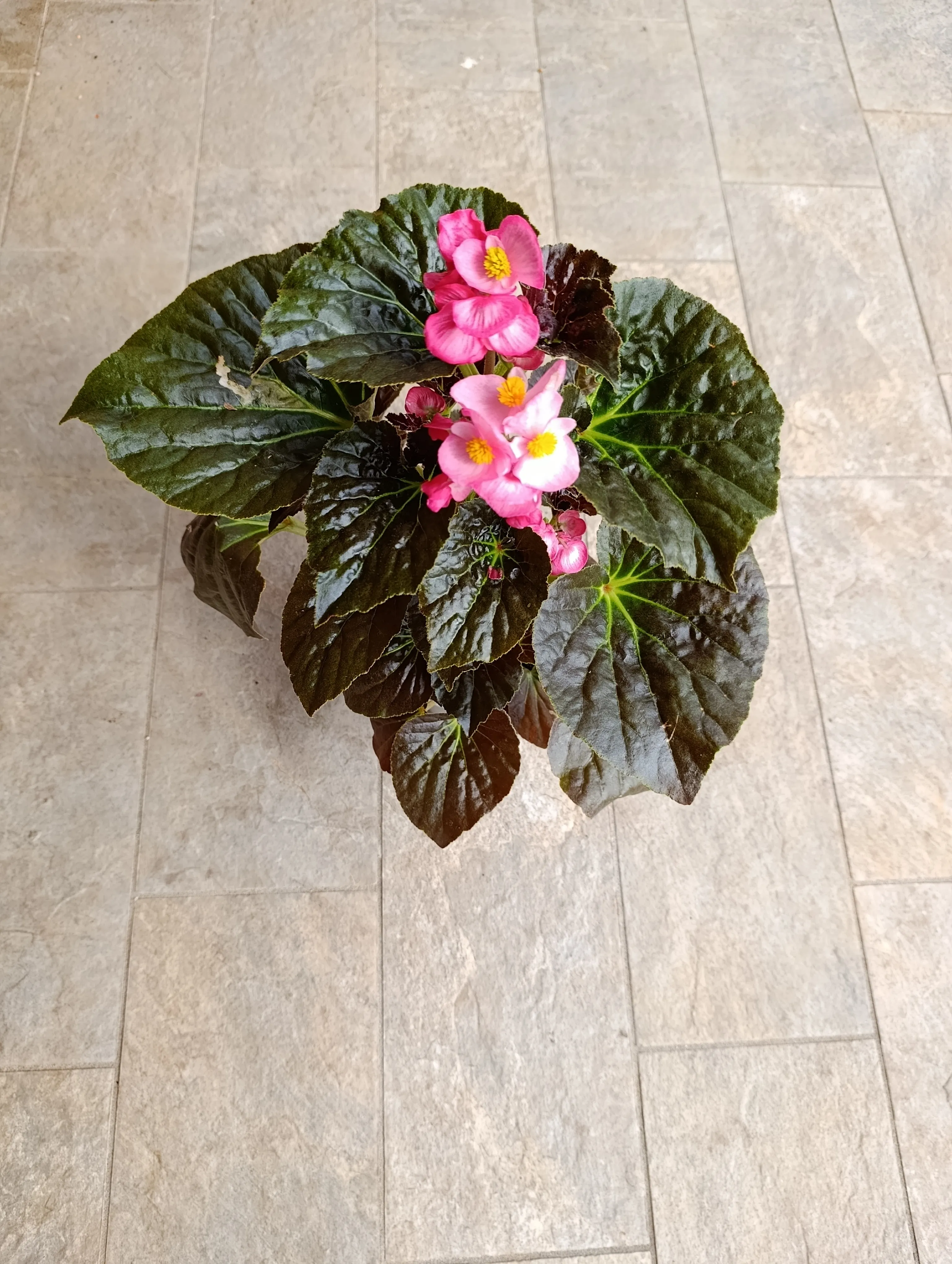 Begonia Semperflorens