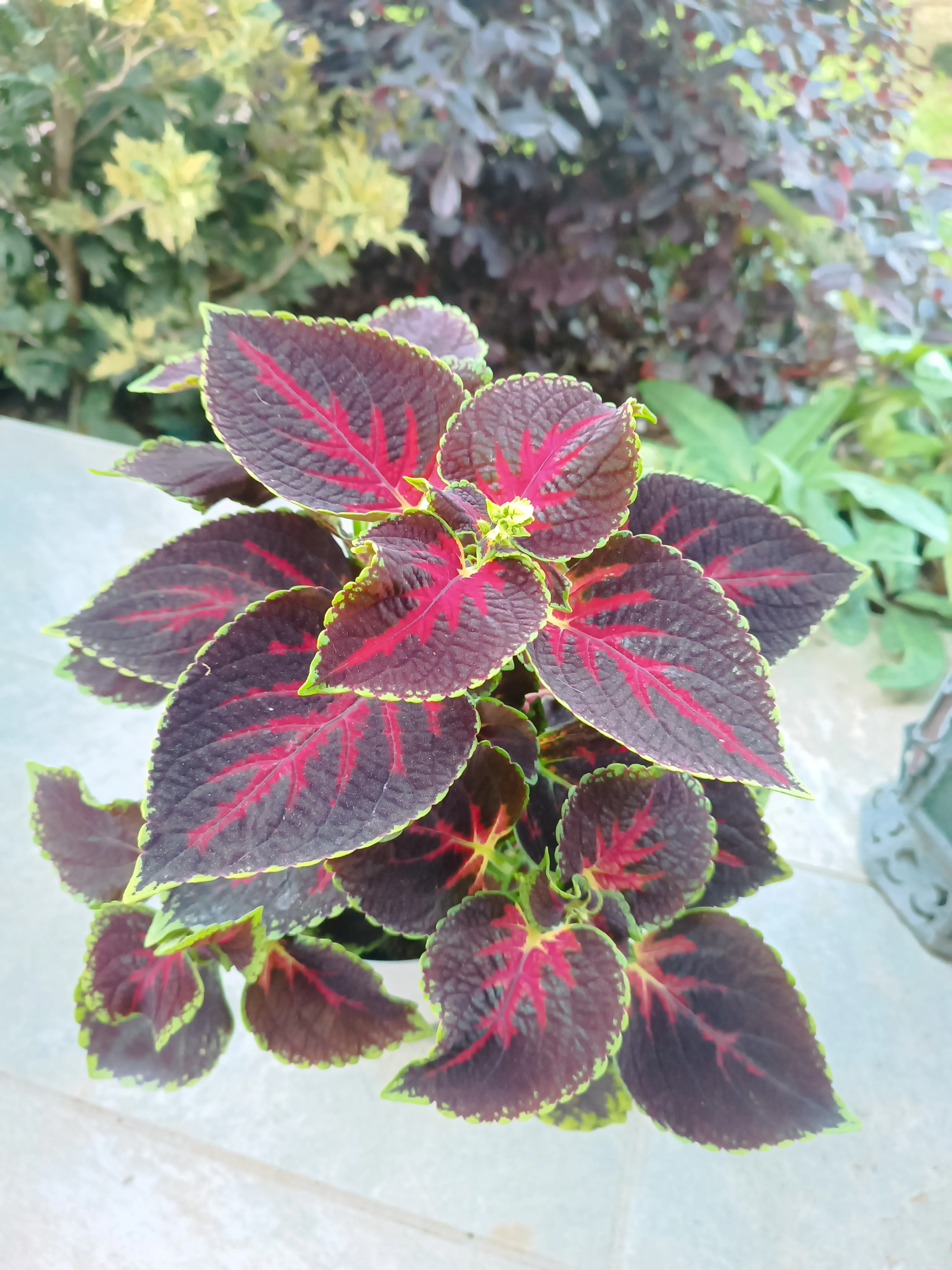 Coleus Red Arrow