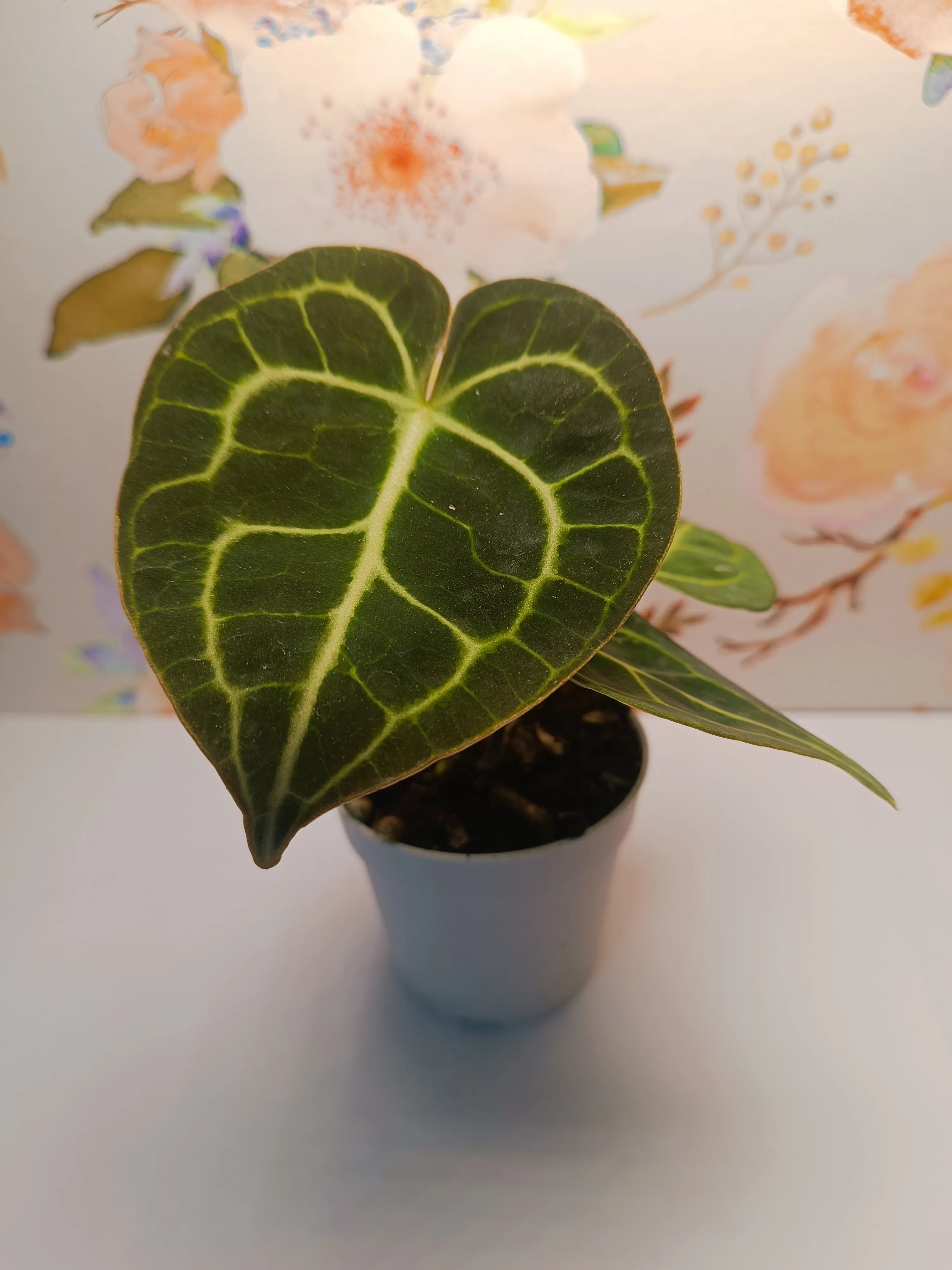 Anthurium Clarinervium