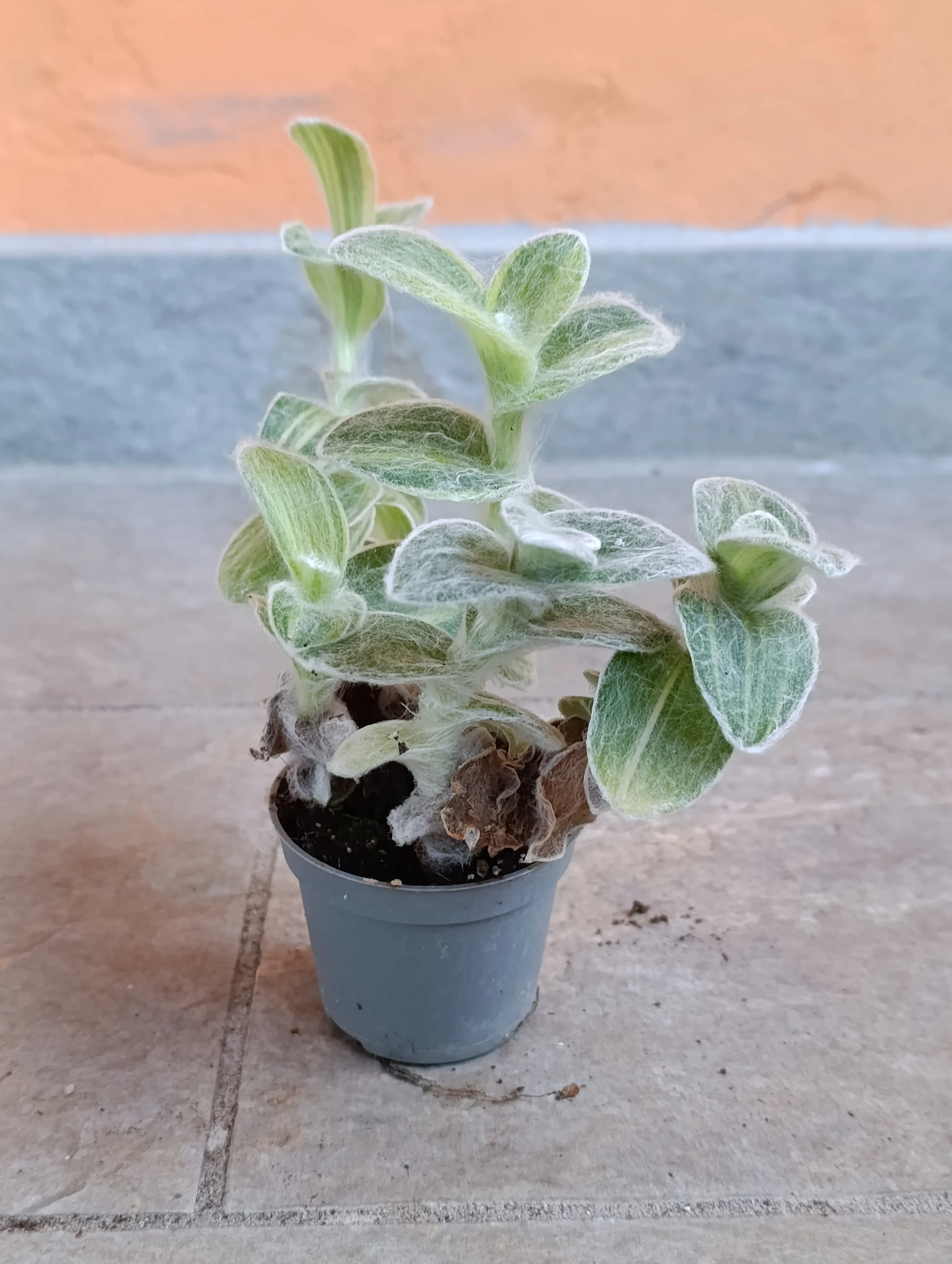 Tradescantia sillamontana variegata baby