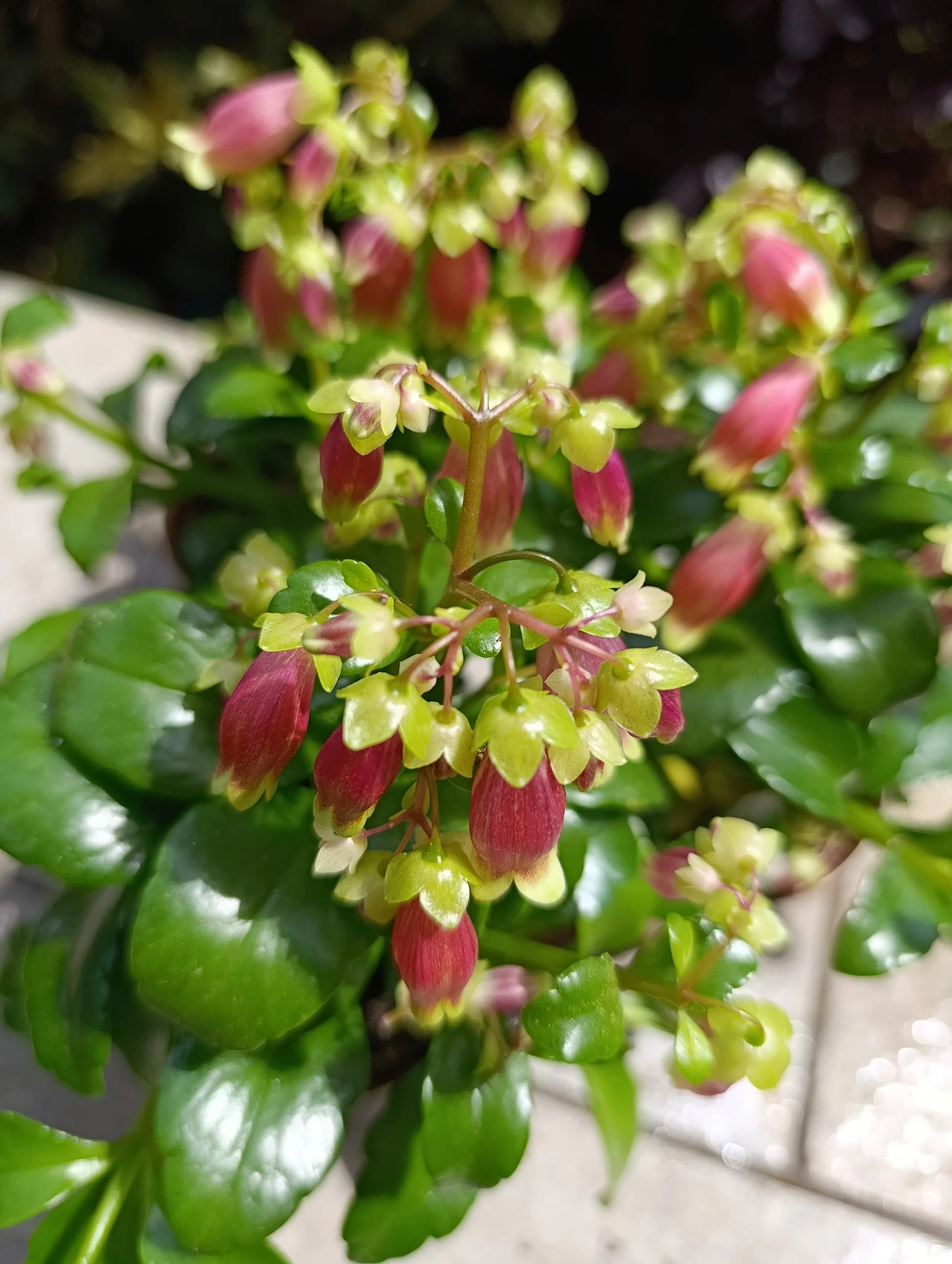 Kalanchoe porphyrocalyx
