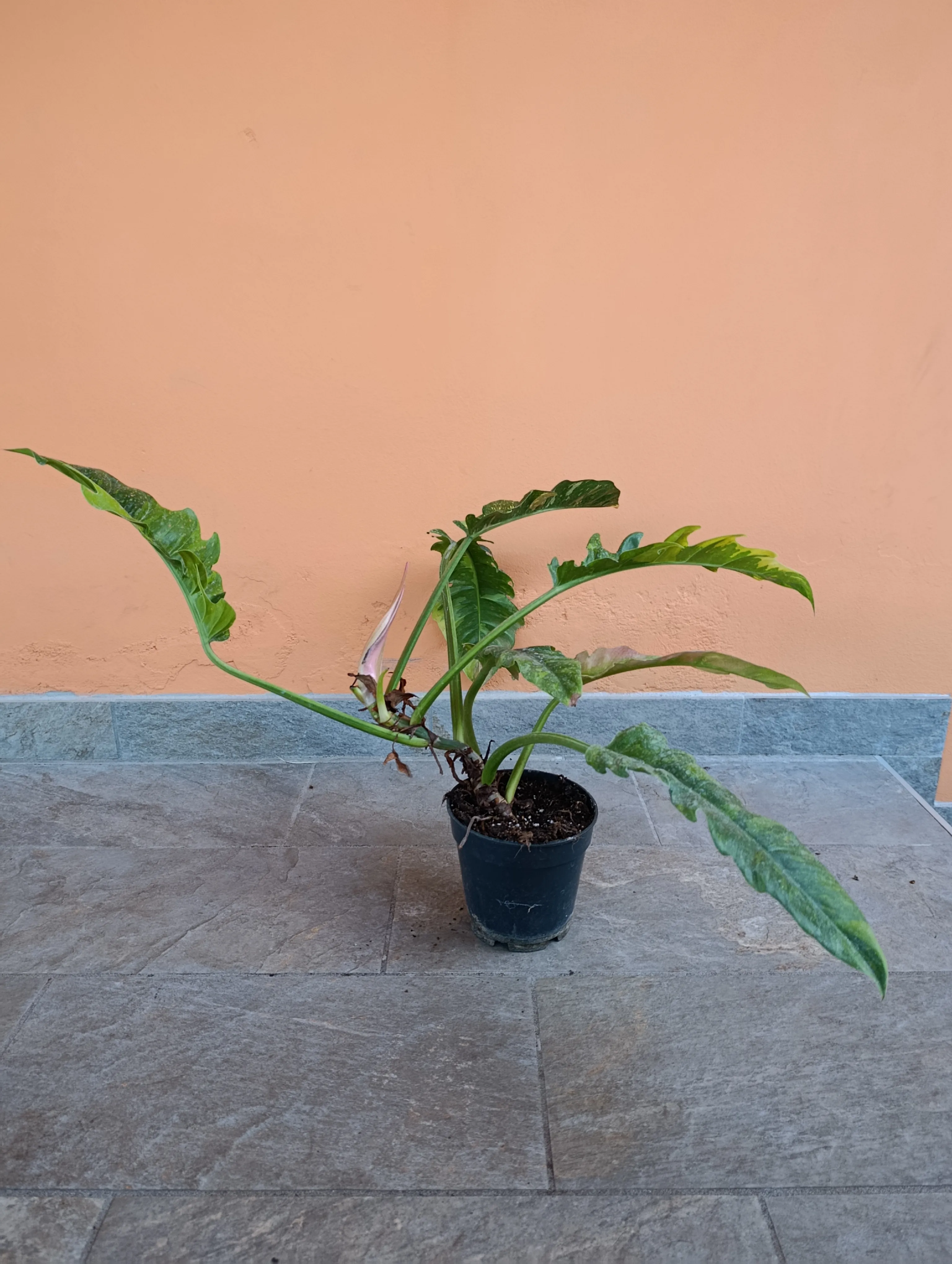 Philodendron 'Ring of fire' big