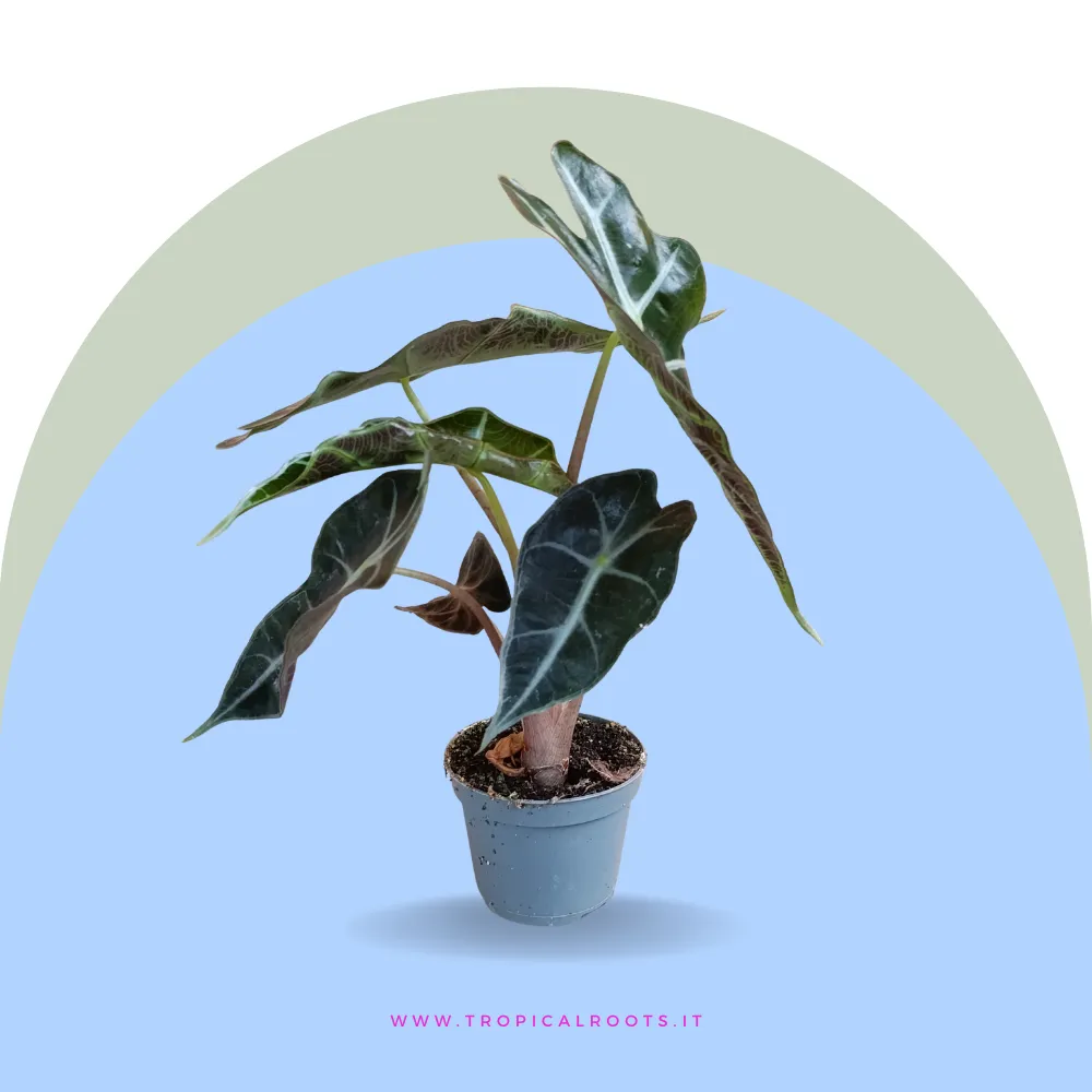 Alocasia Amazzonica baby