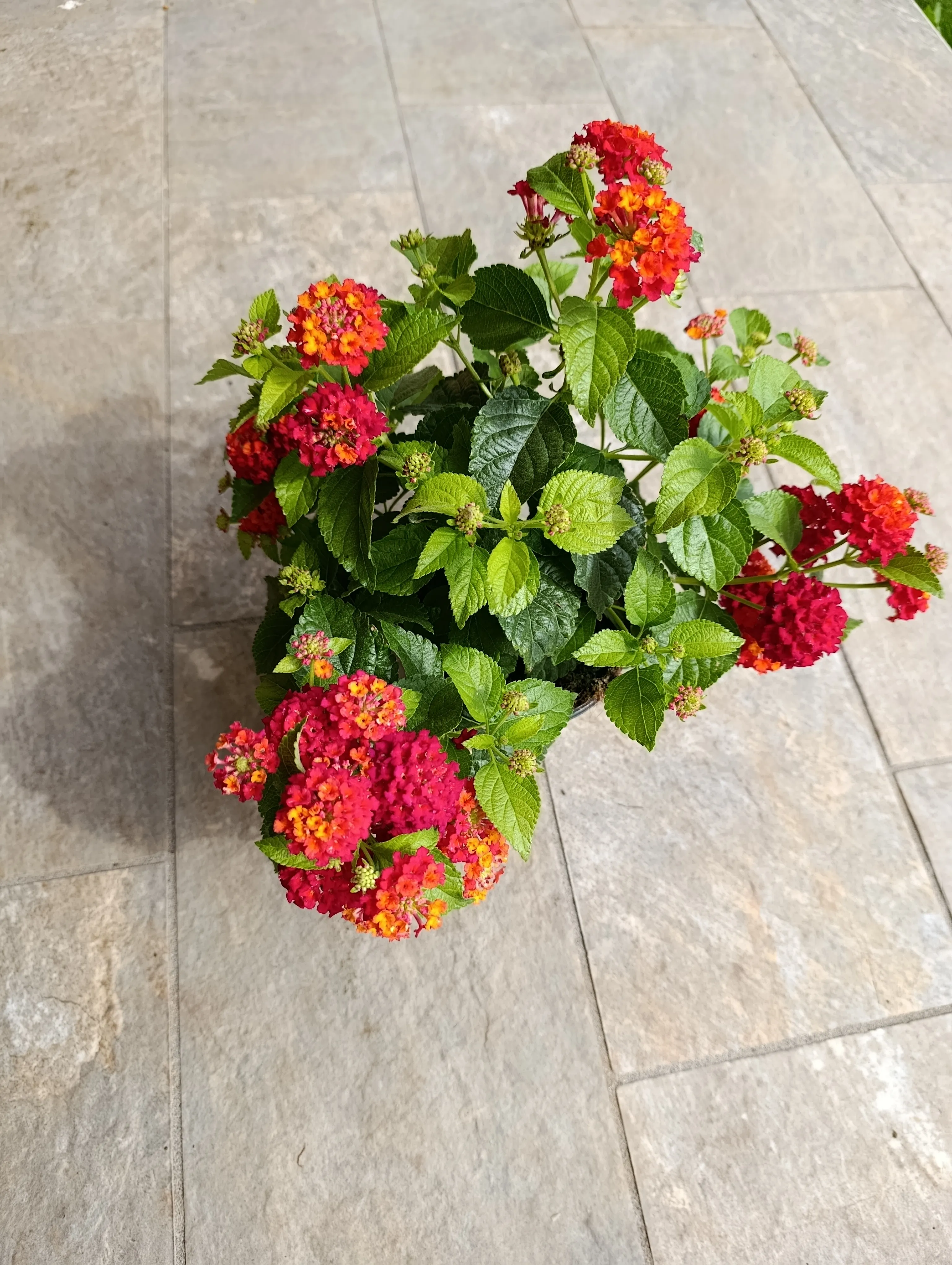 Lantana camara