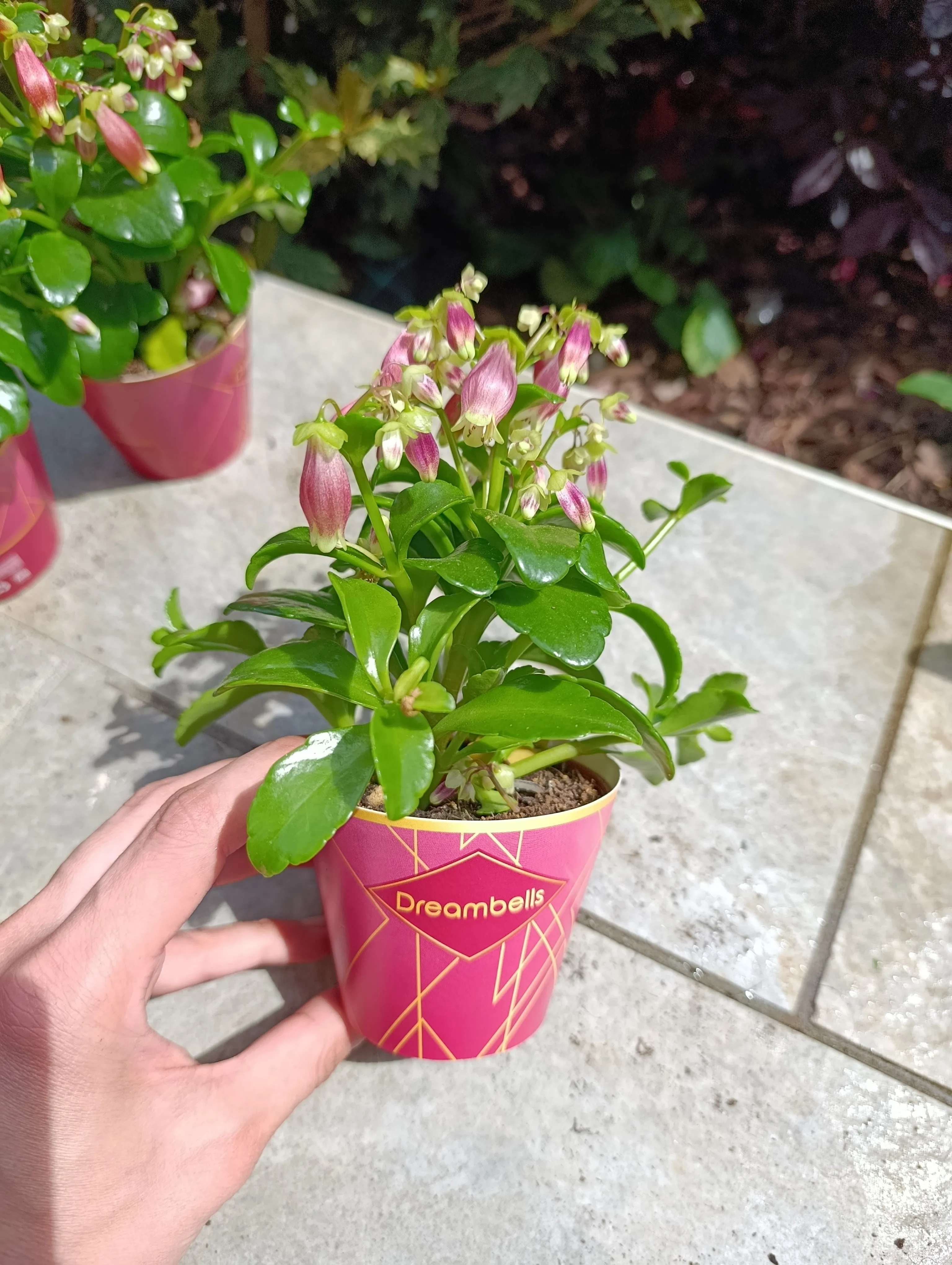 Kalanchoe porphyrocalyx