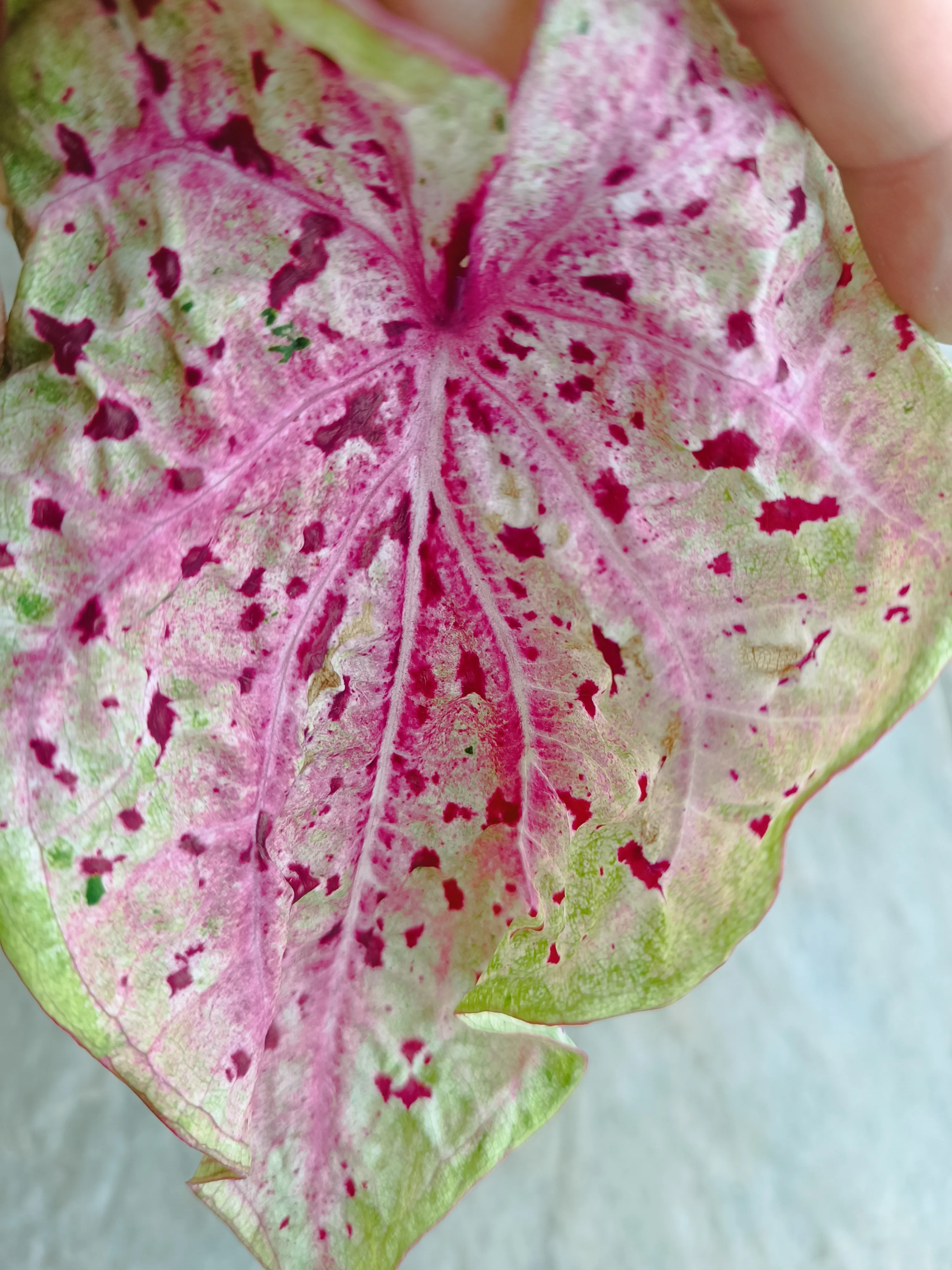 Caladium Miss Muffet