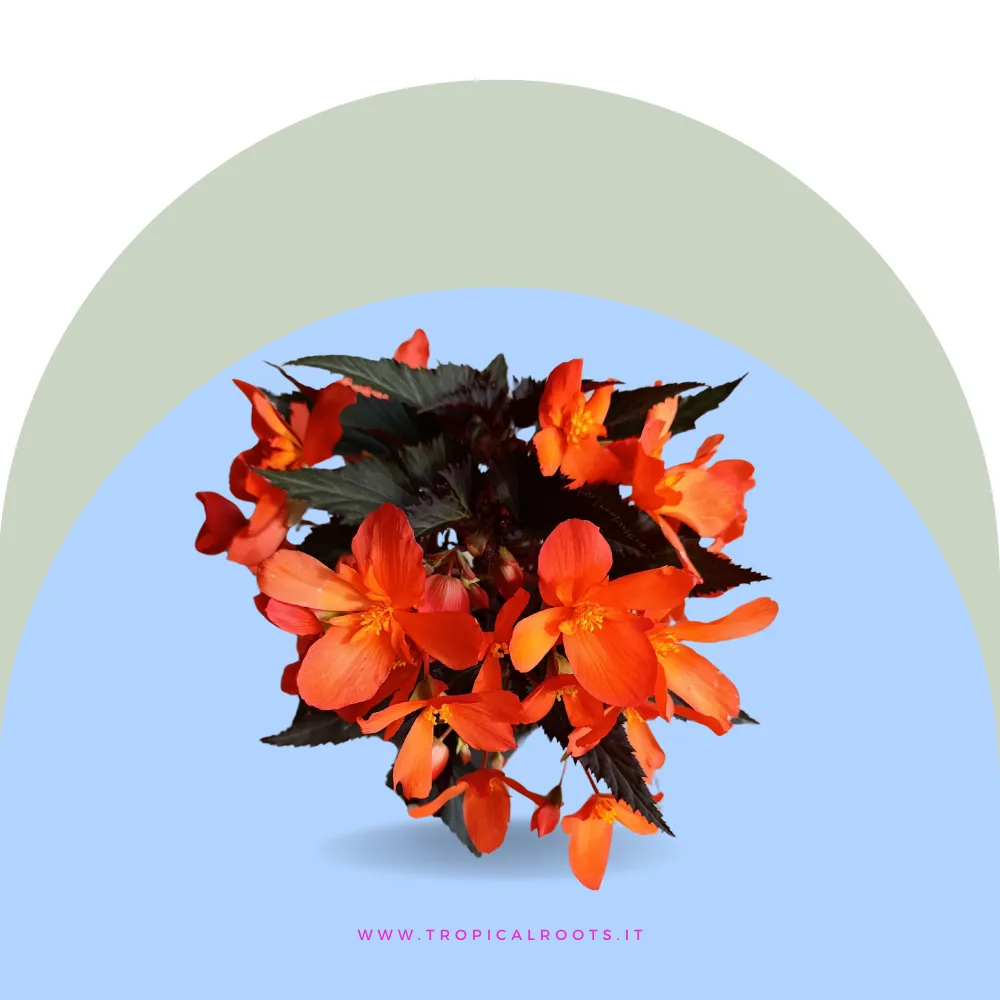 Begonia boliviensis