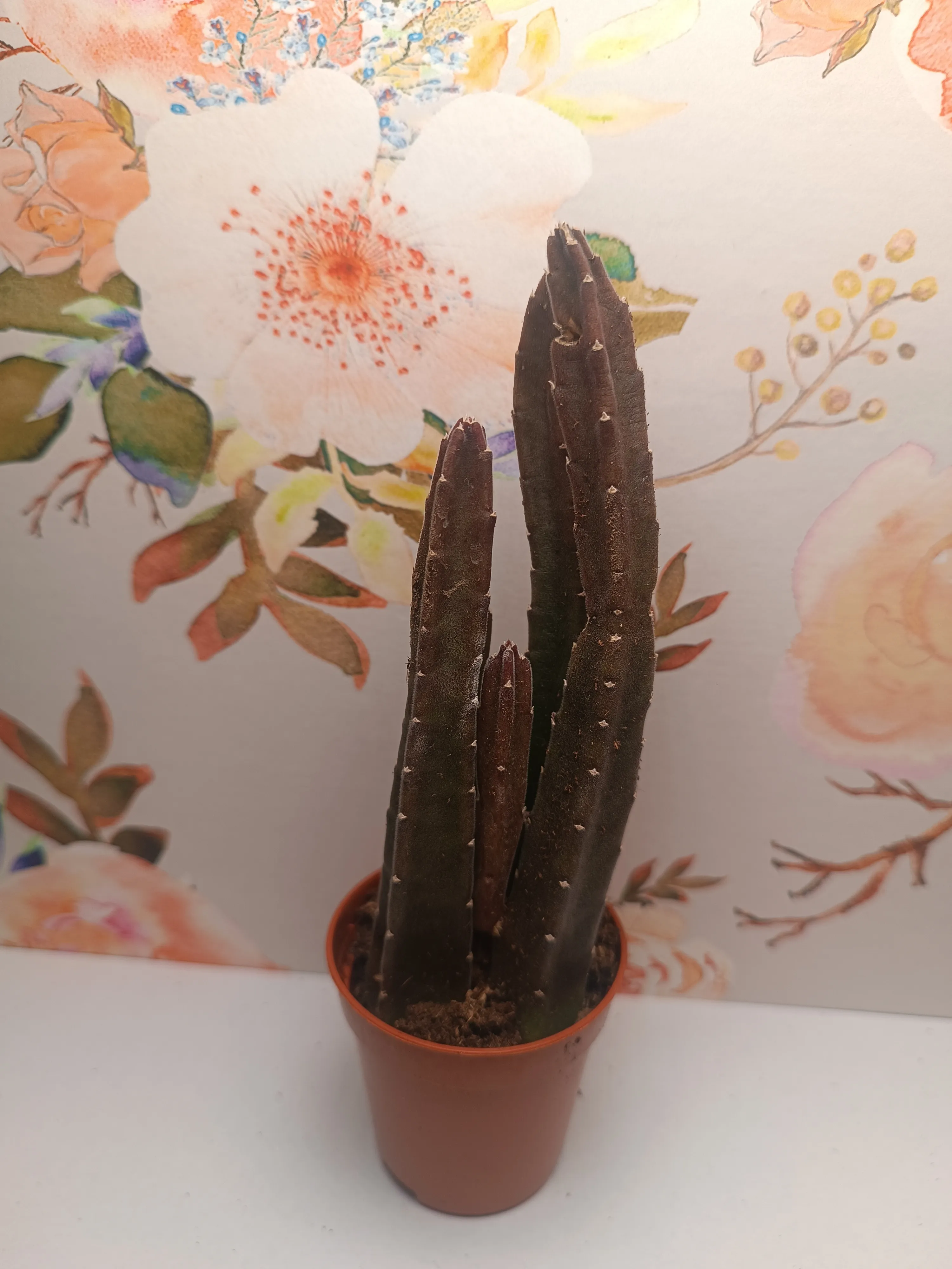 Stapelia leendertziae