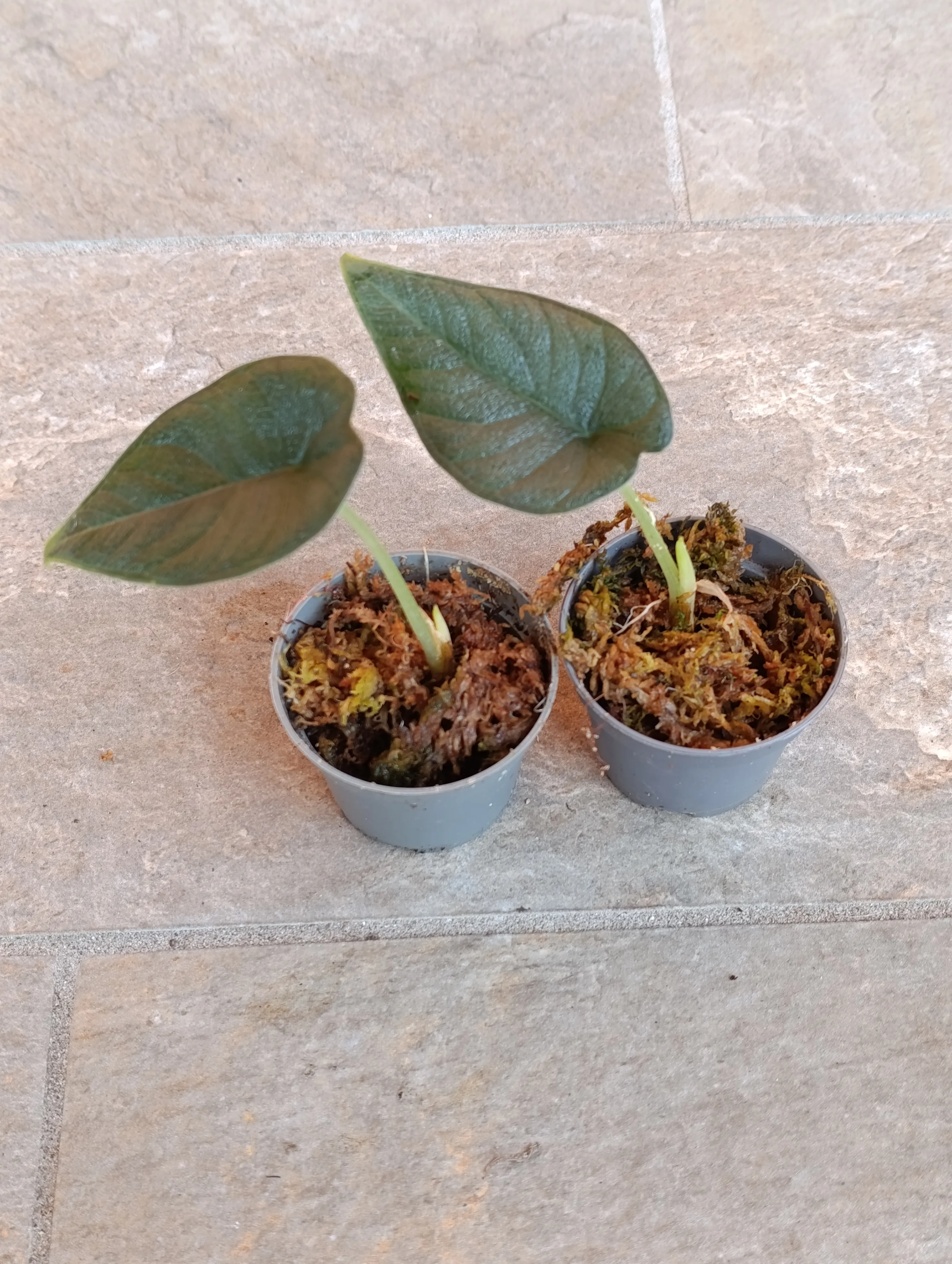 Alocasia Melo baby
