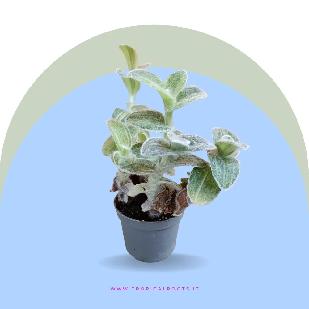 Tradescantia sillamontana variegata baby