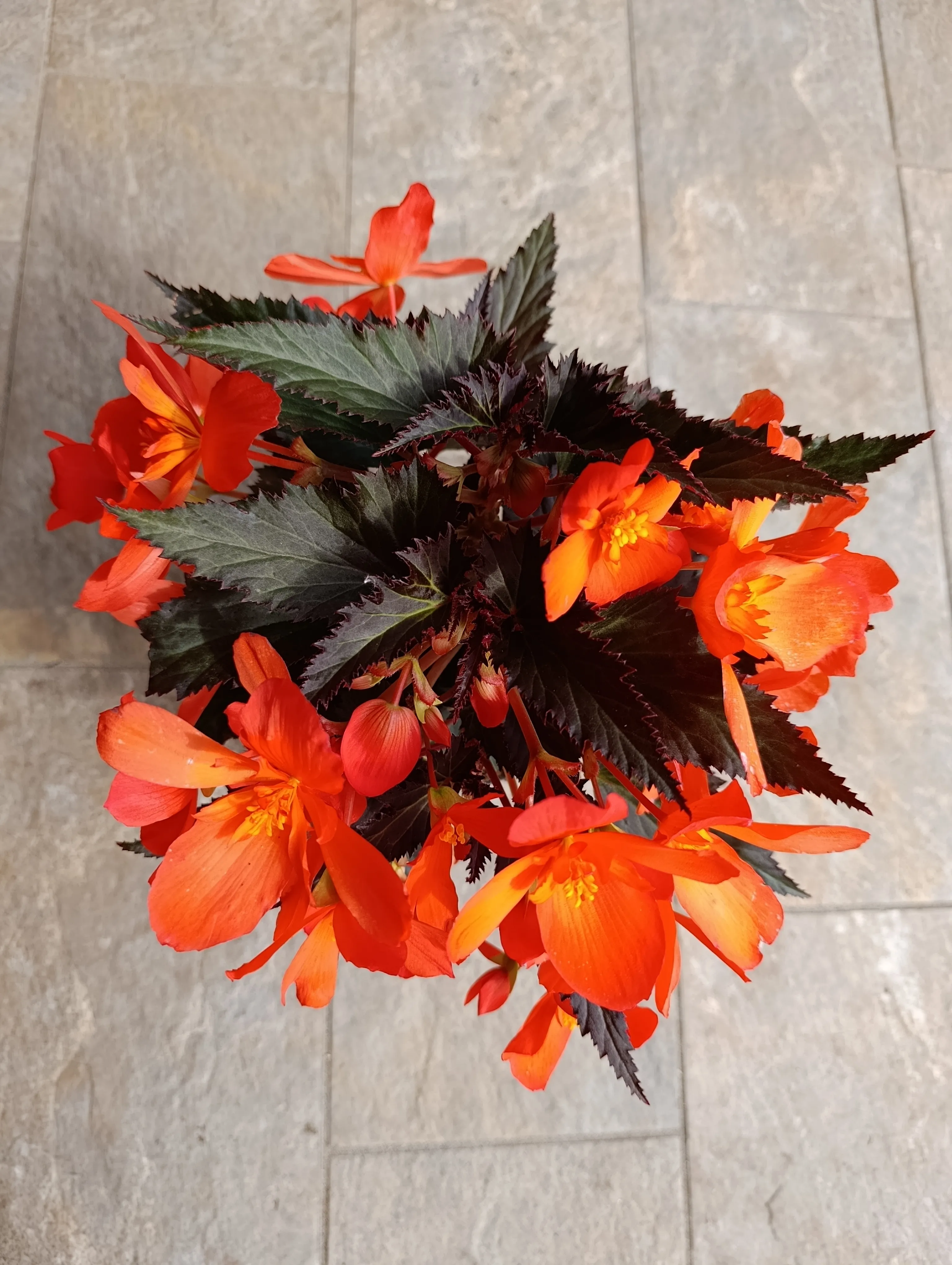Begonia boliviensis
