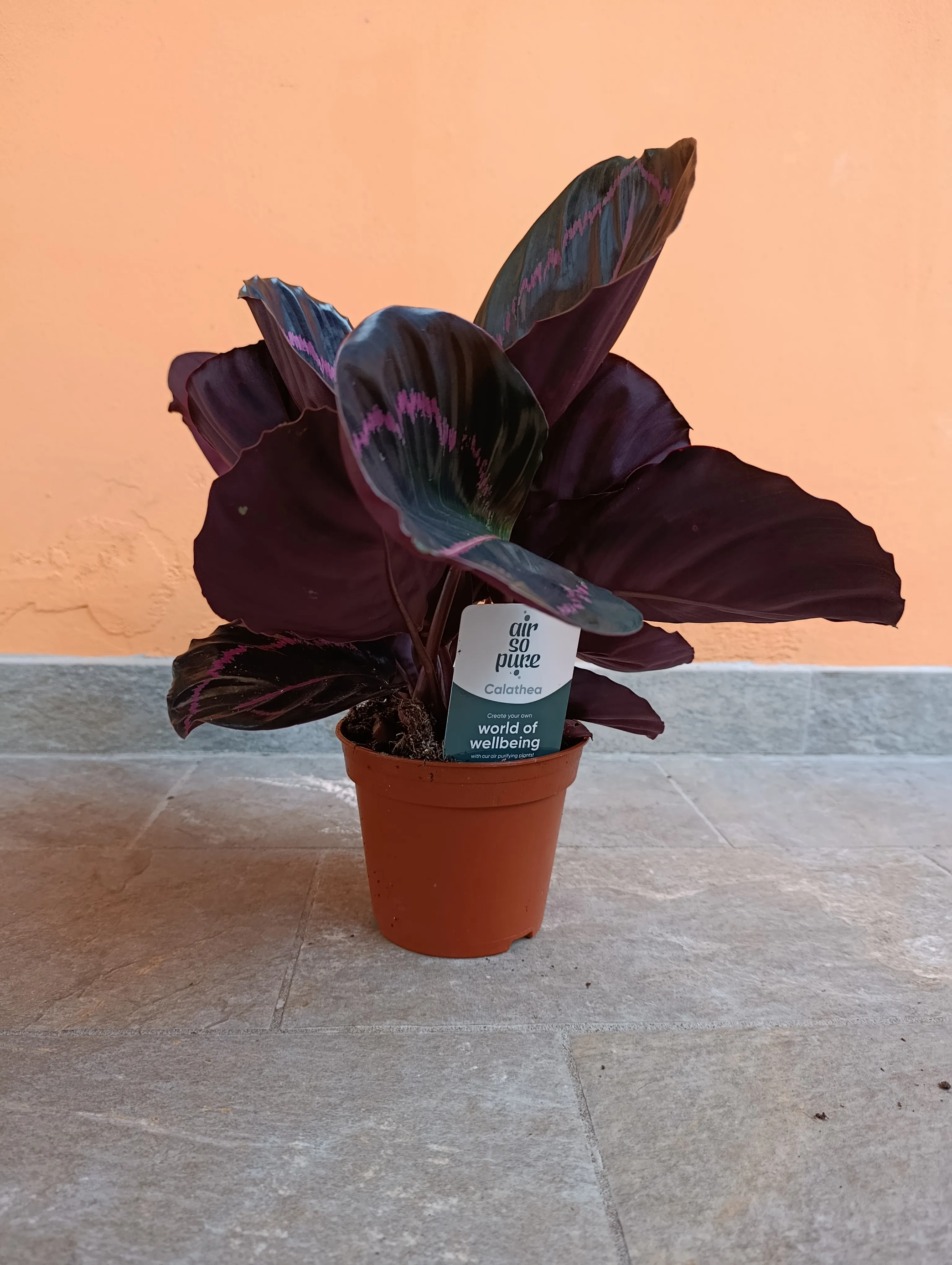 Calathea roseopicta 'Dottie'