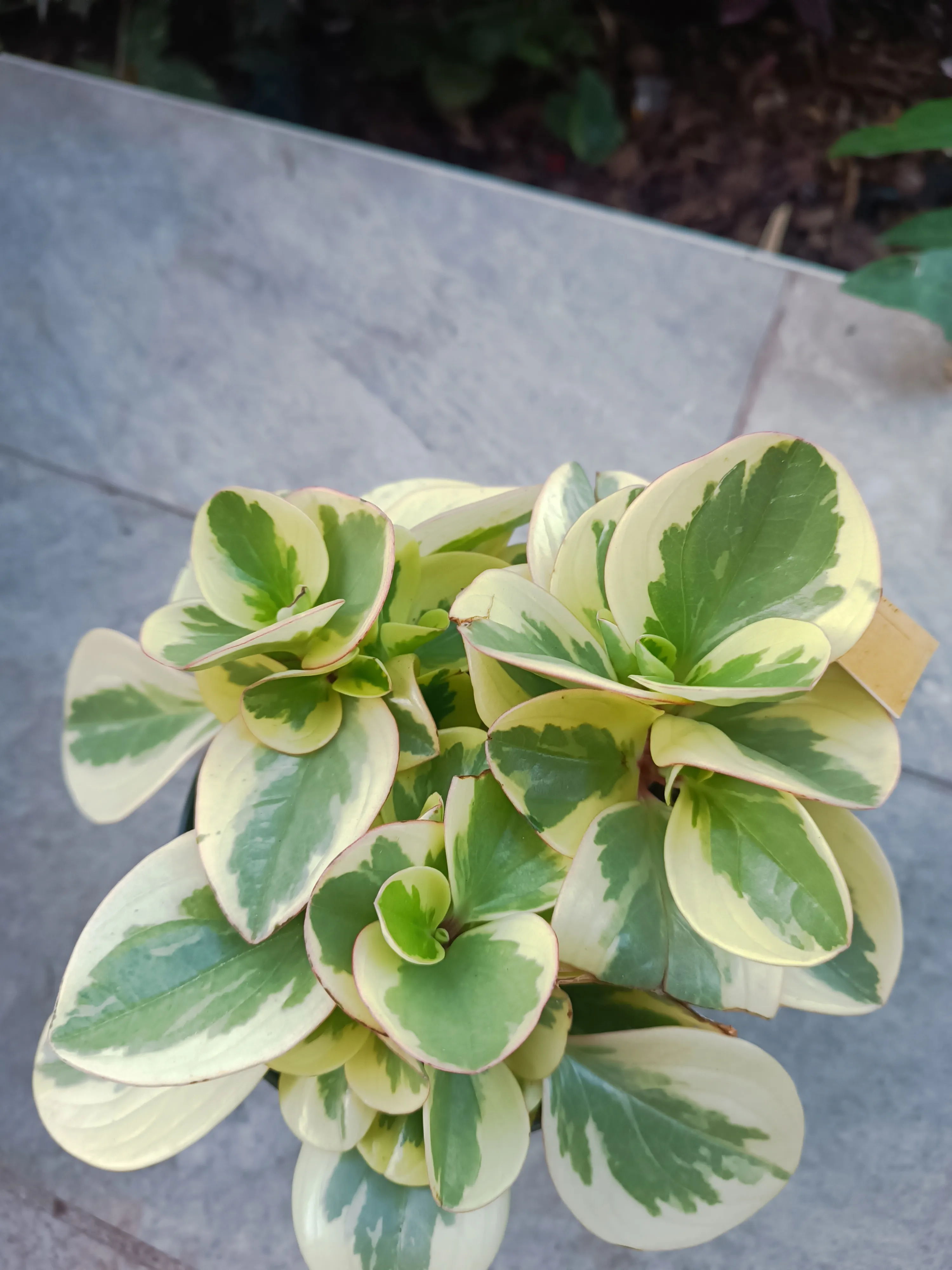 Peperomia obtusifolia bicolor