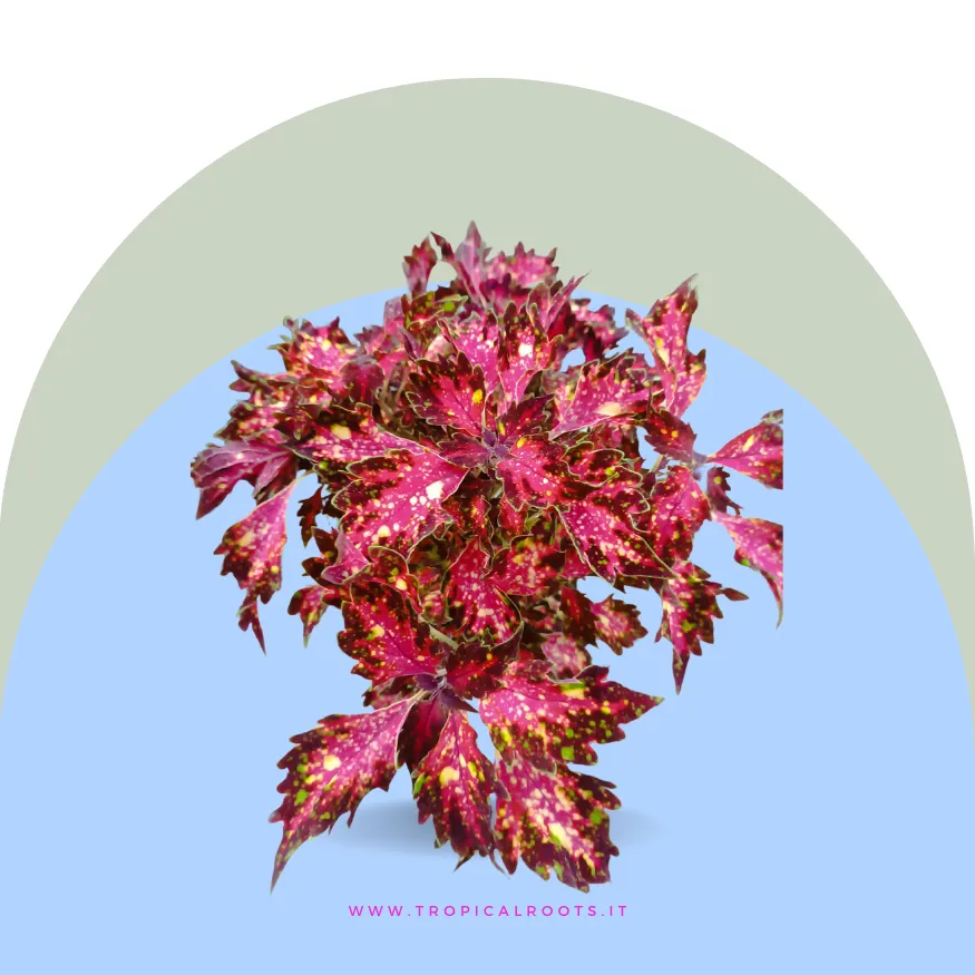 Coleus Costellation