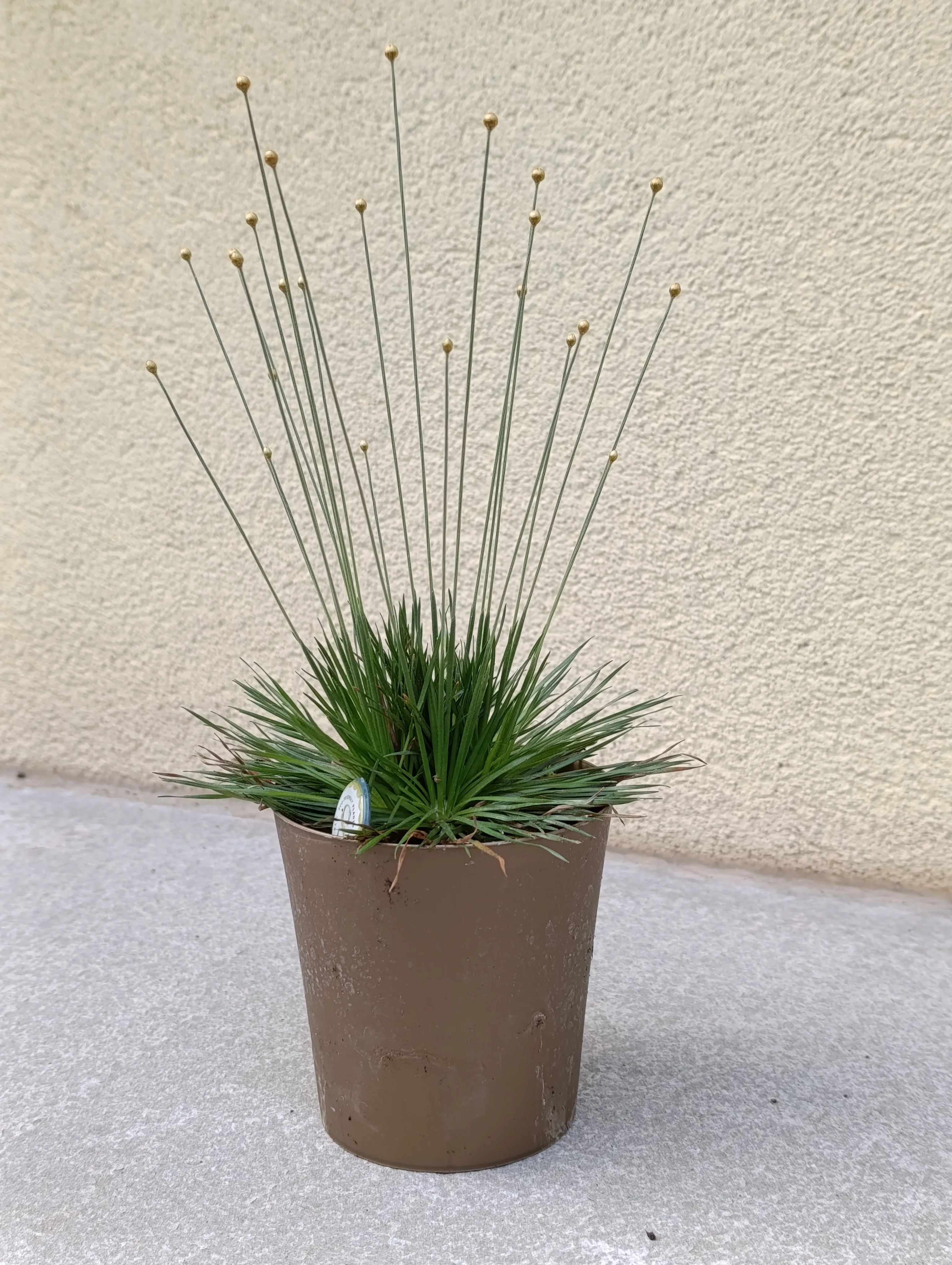 Syngonanthus chrysanthus Mikado
