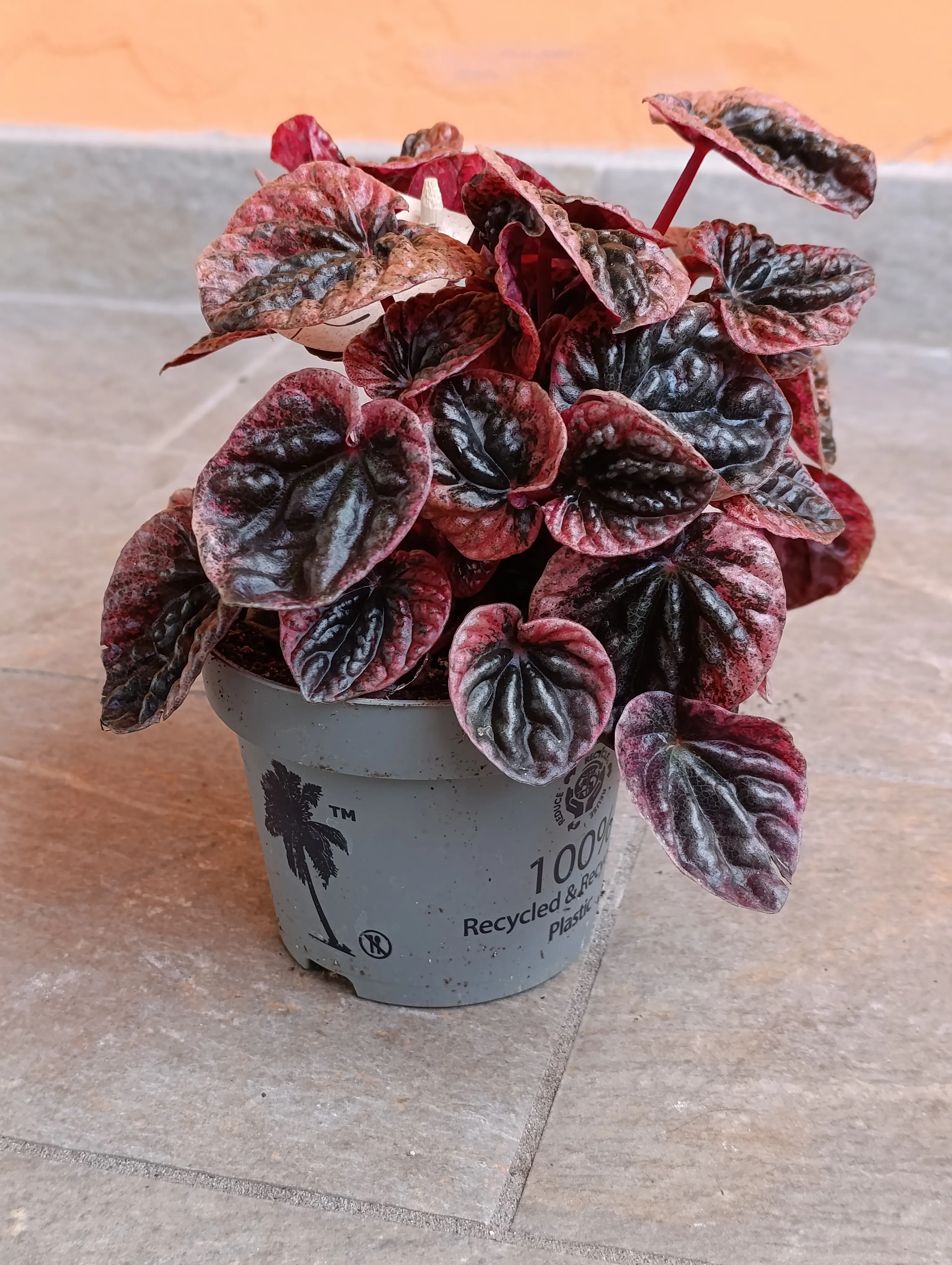 Peperomia caperata Abricos