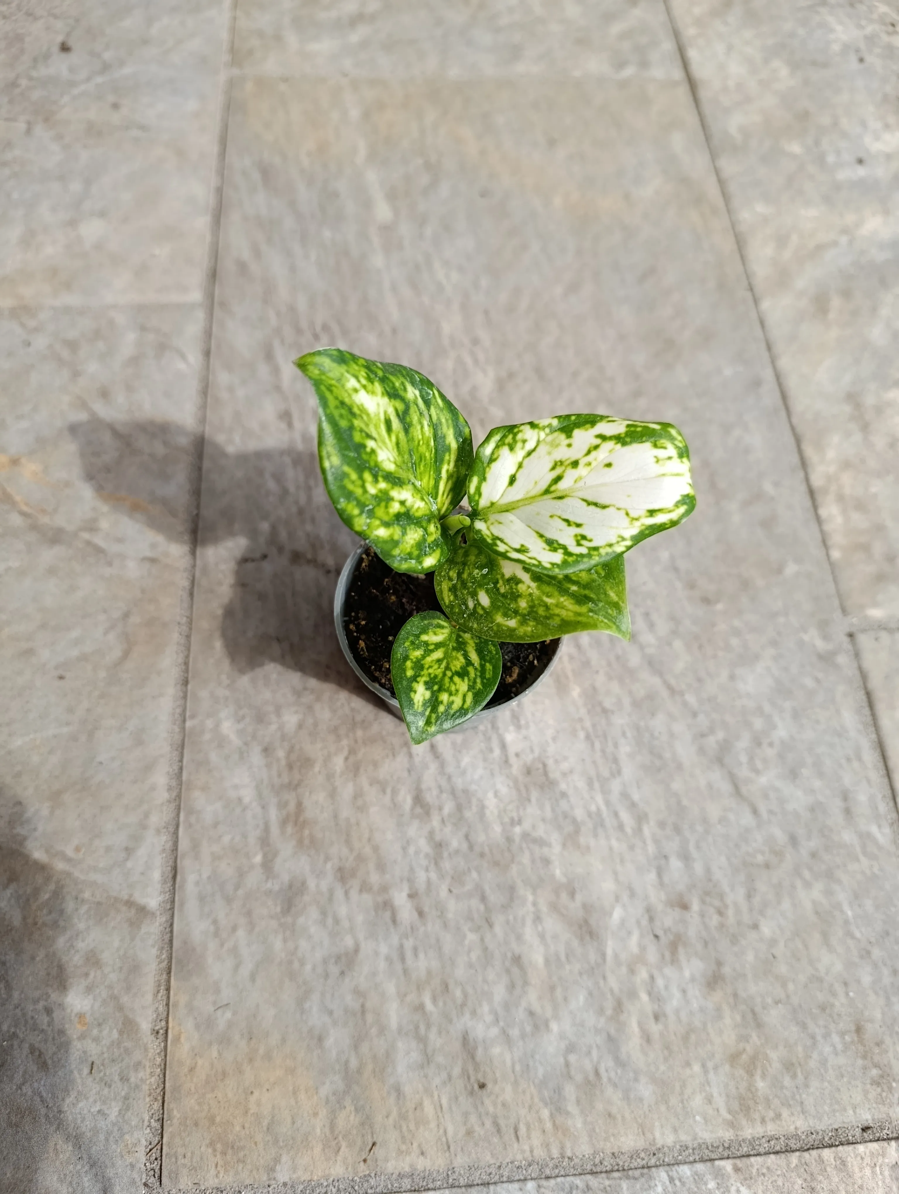 Aglaonema Snowflake