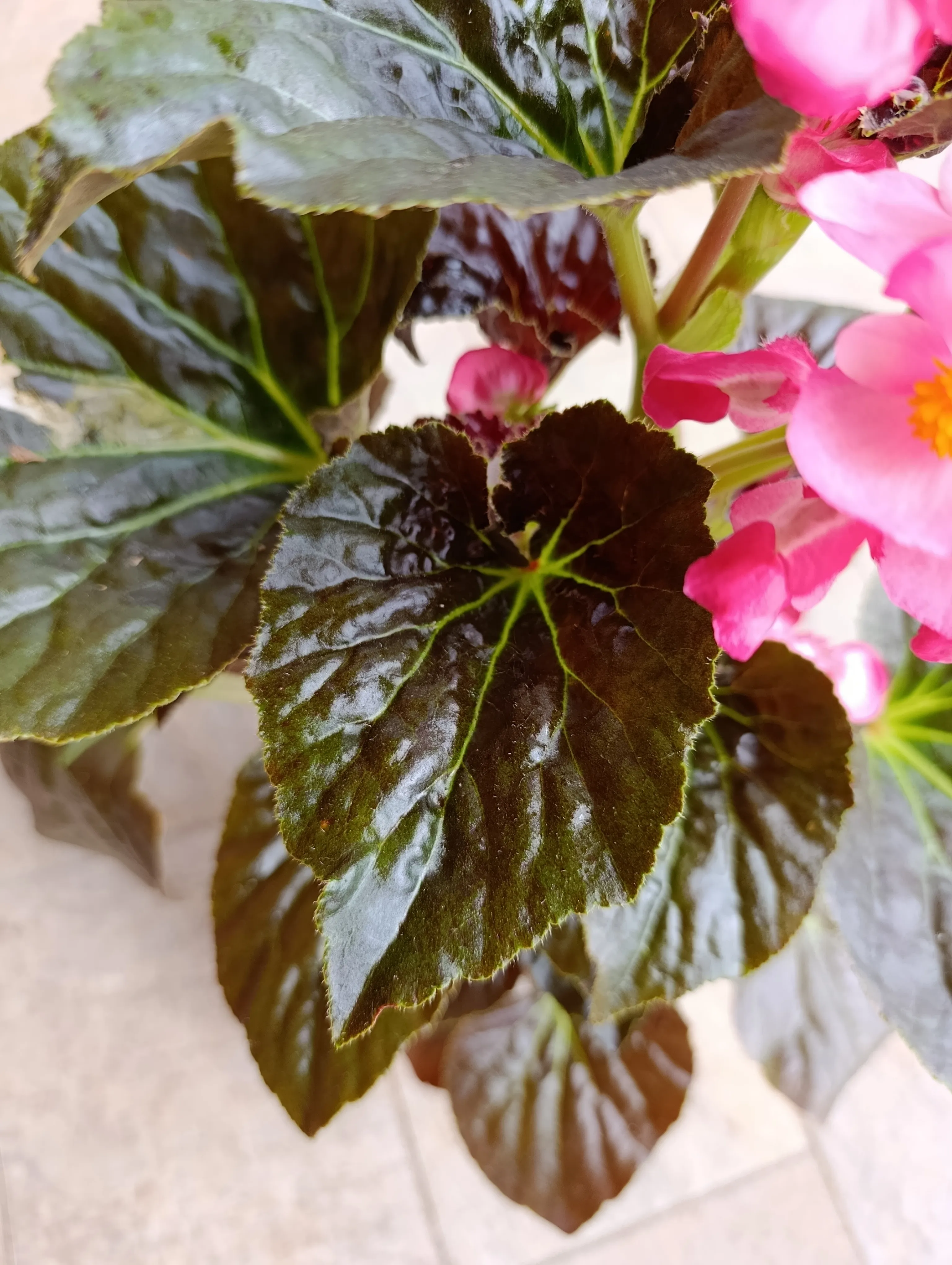 Begonia Semperflorens