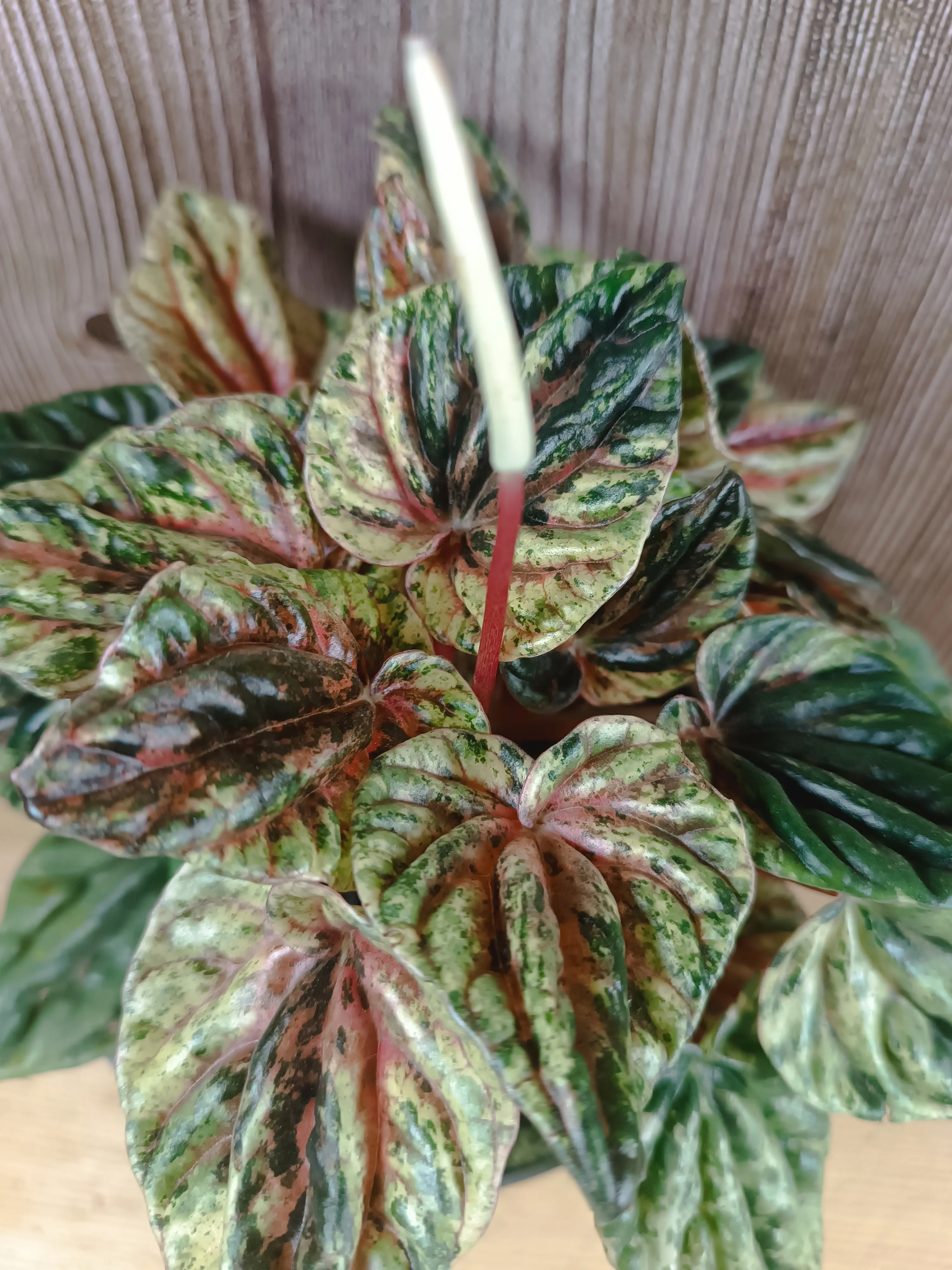 Peperomia caperata variegata
