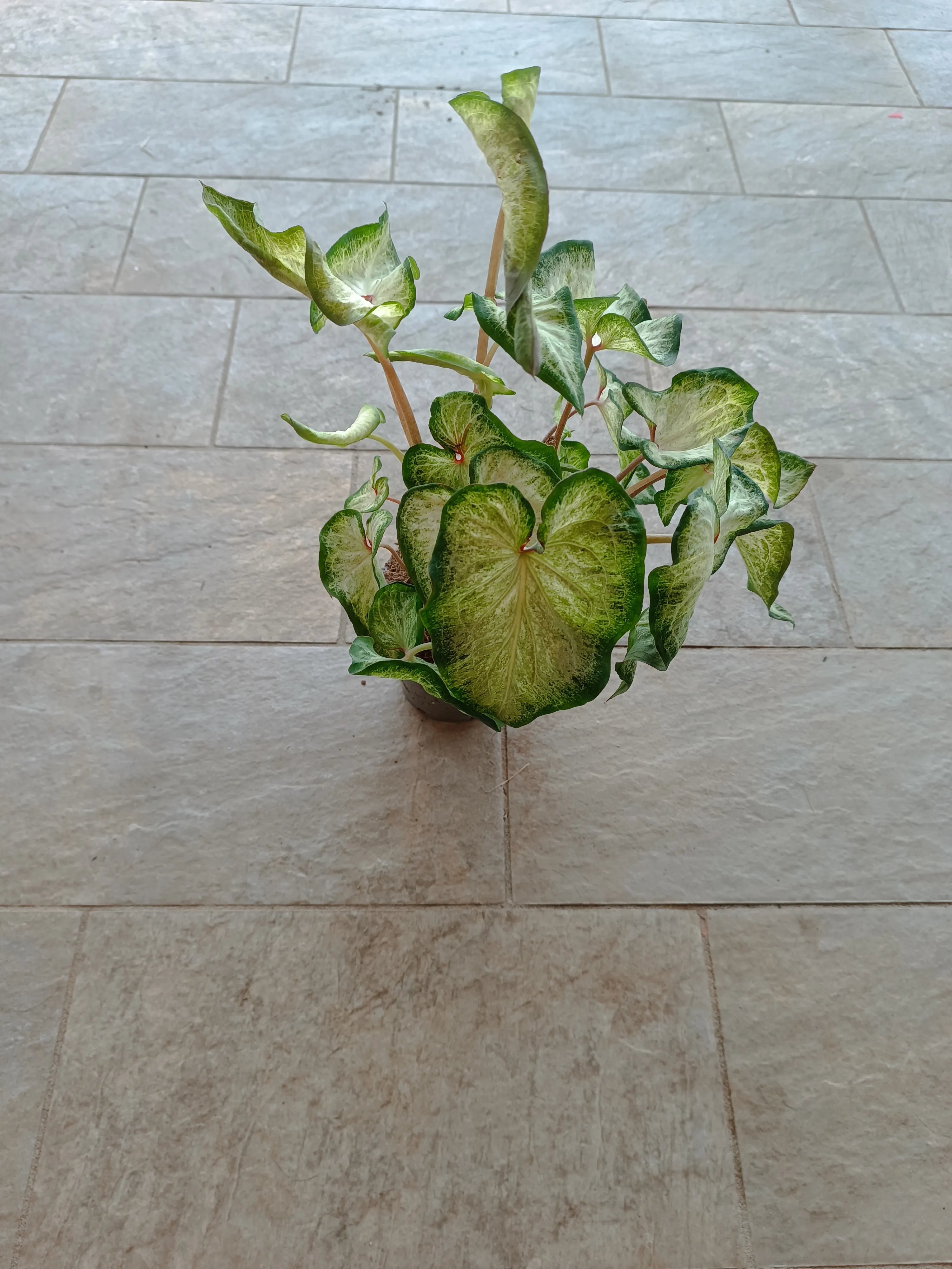 Caladium Peppermint