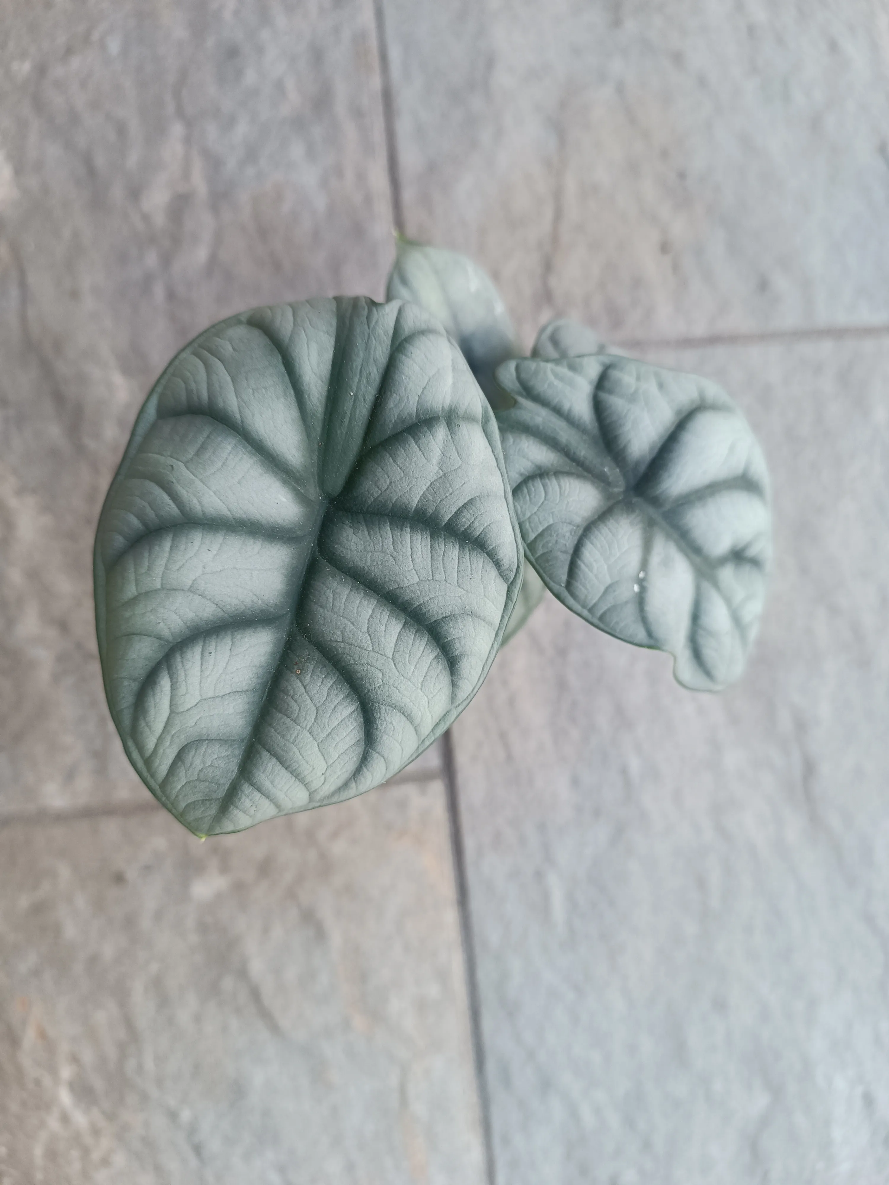 Alocasia Silver Dragon