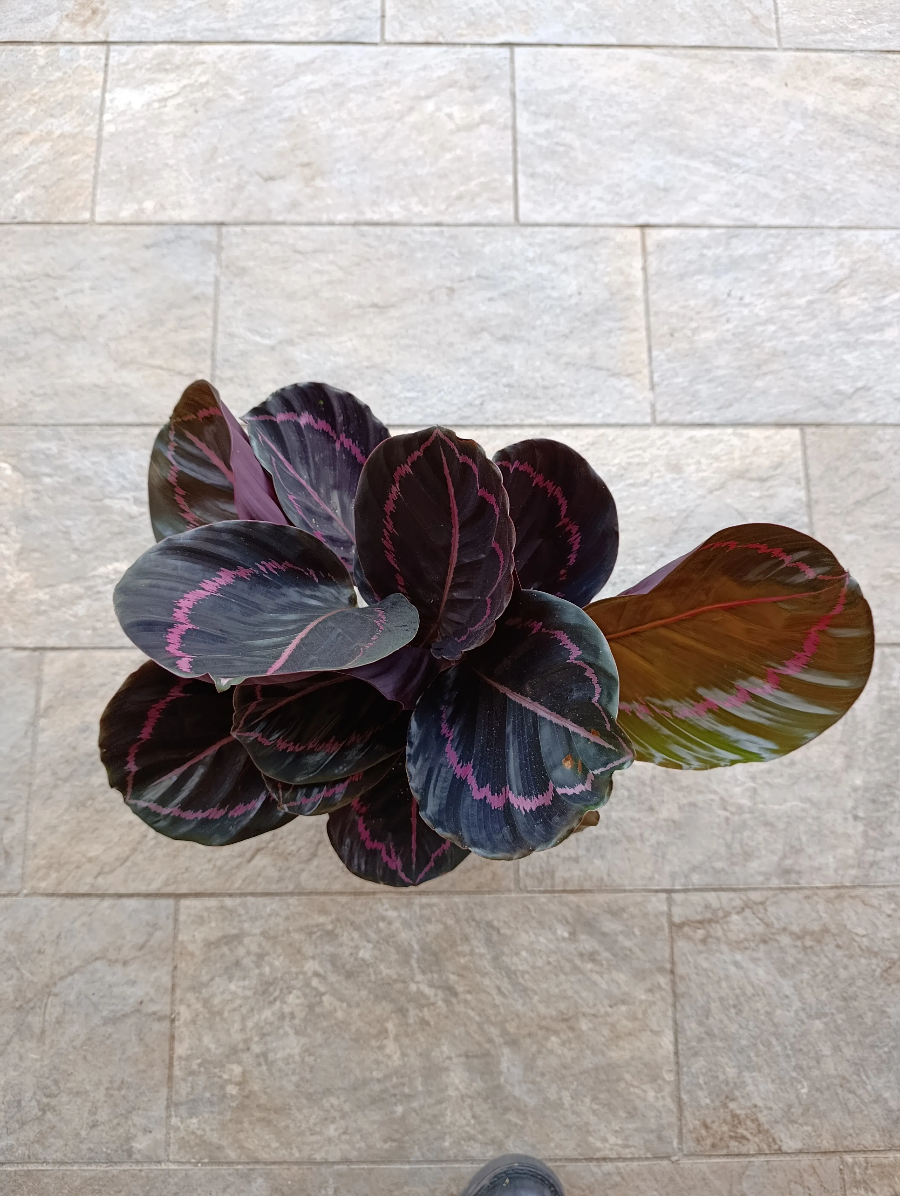 Calathea roseopicta 'Dottie'