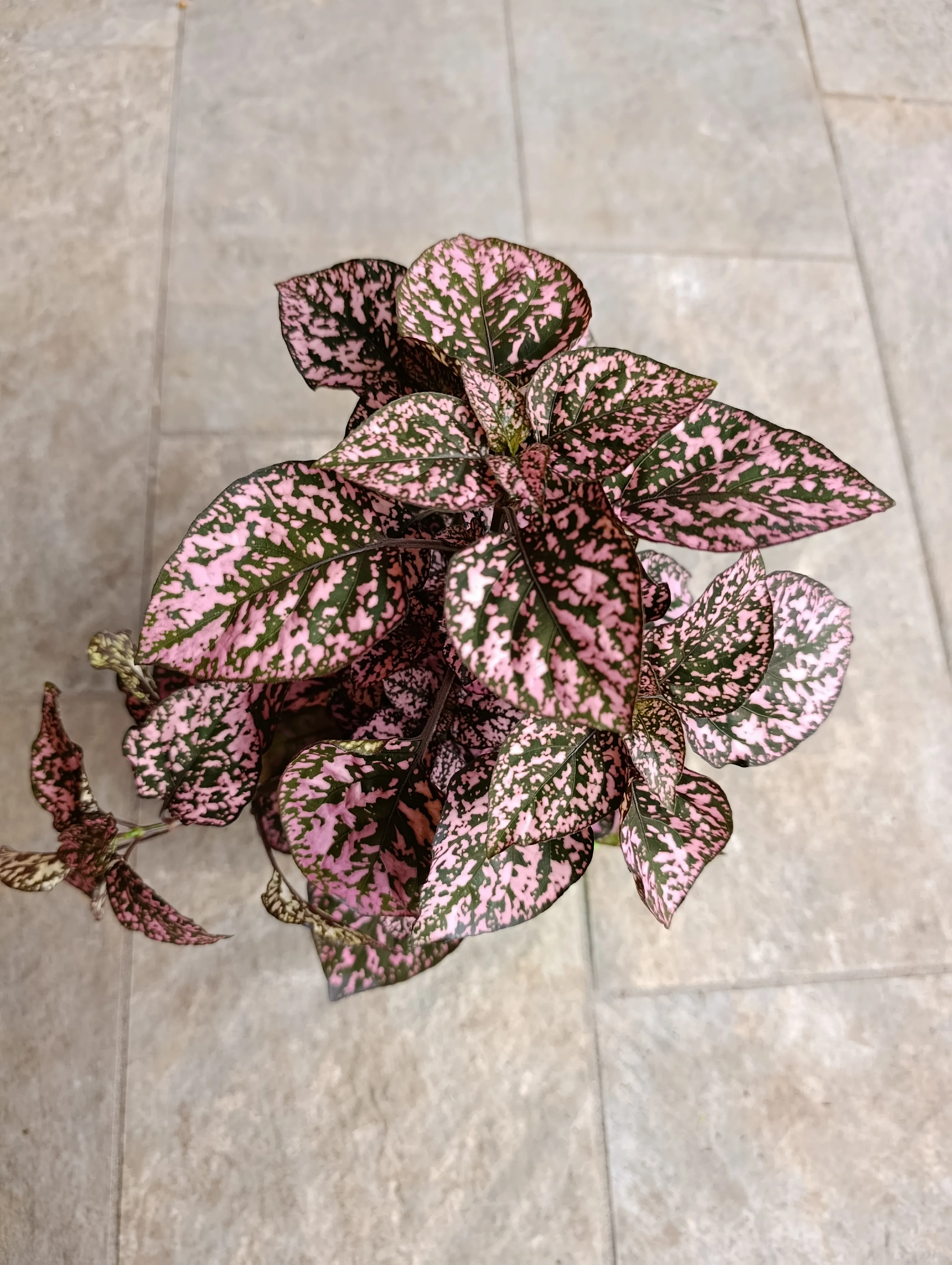 Hypoestes phyllostachya