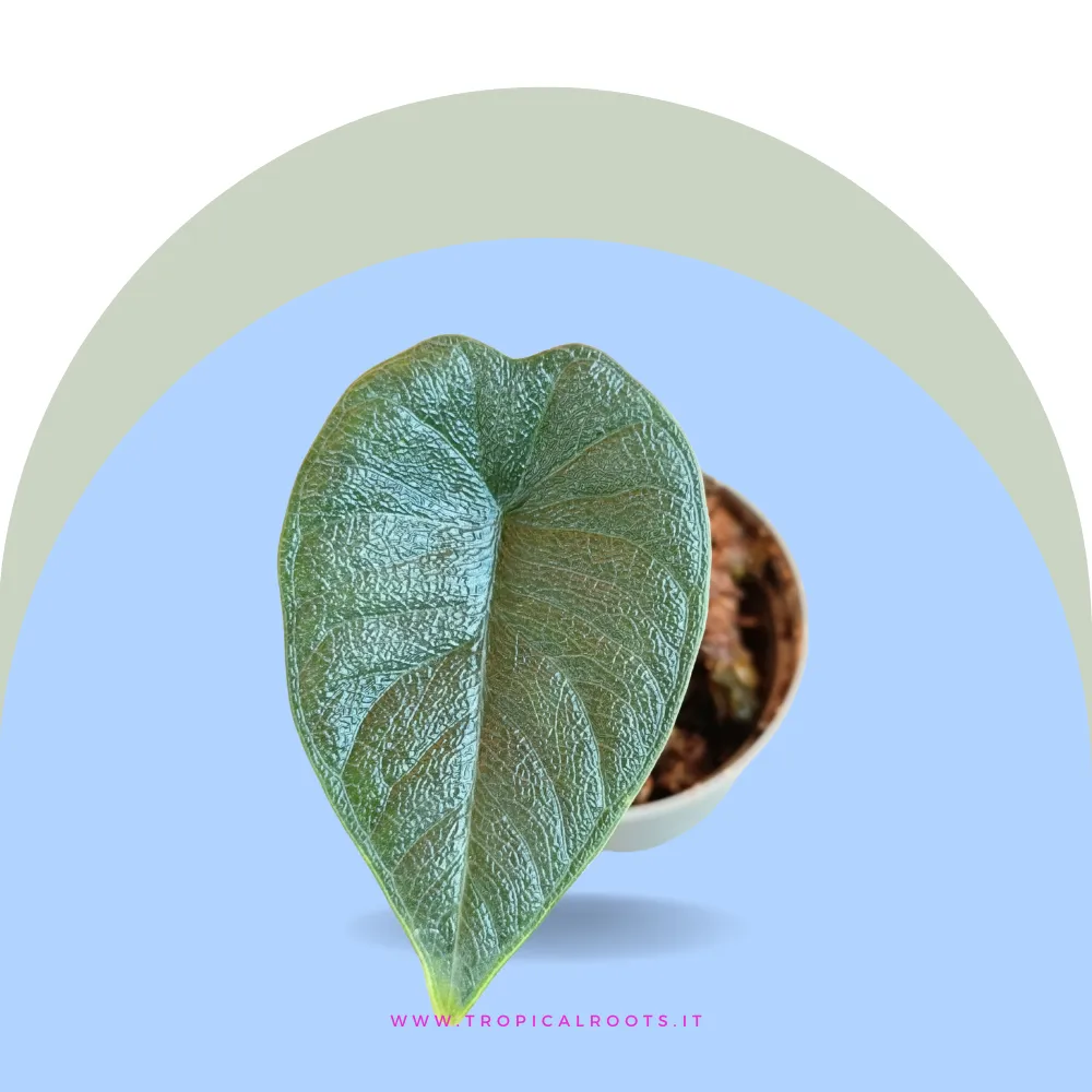 Alocasia Melo baby