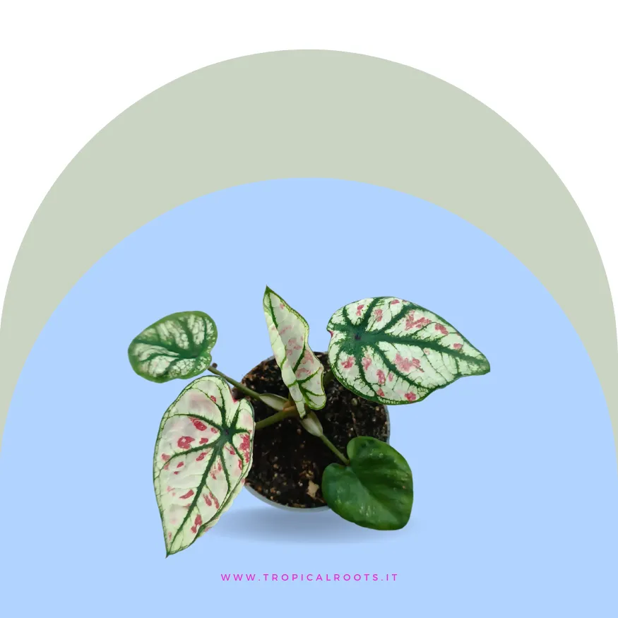 Caladium Strawberry Heart