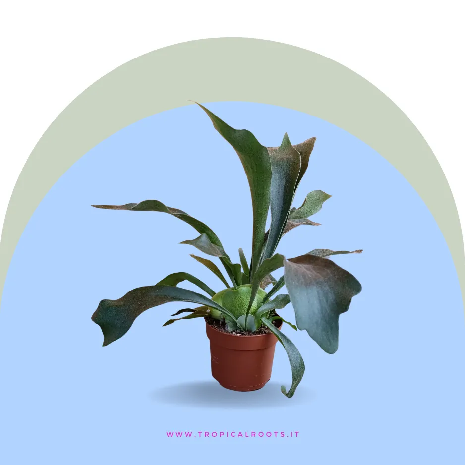 Platycerium Biforcatum