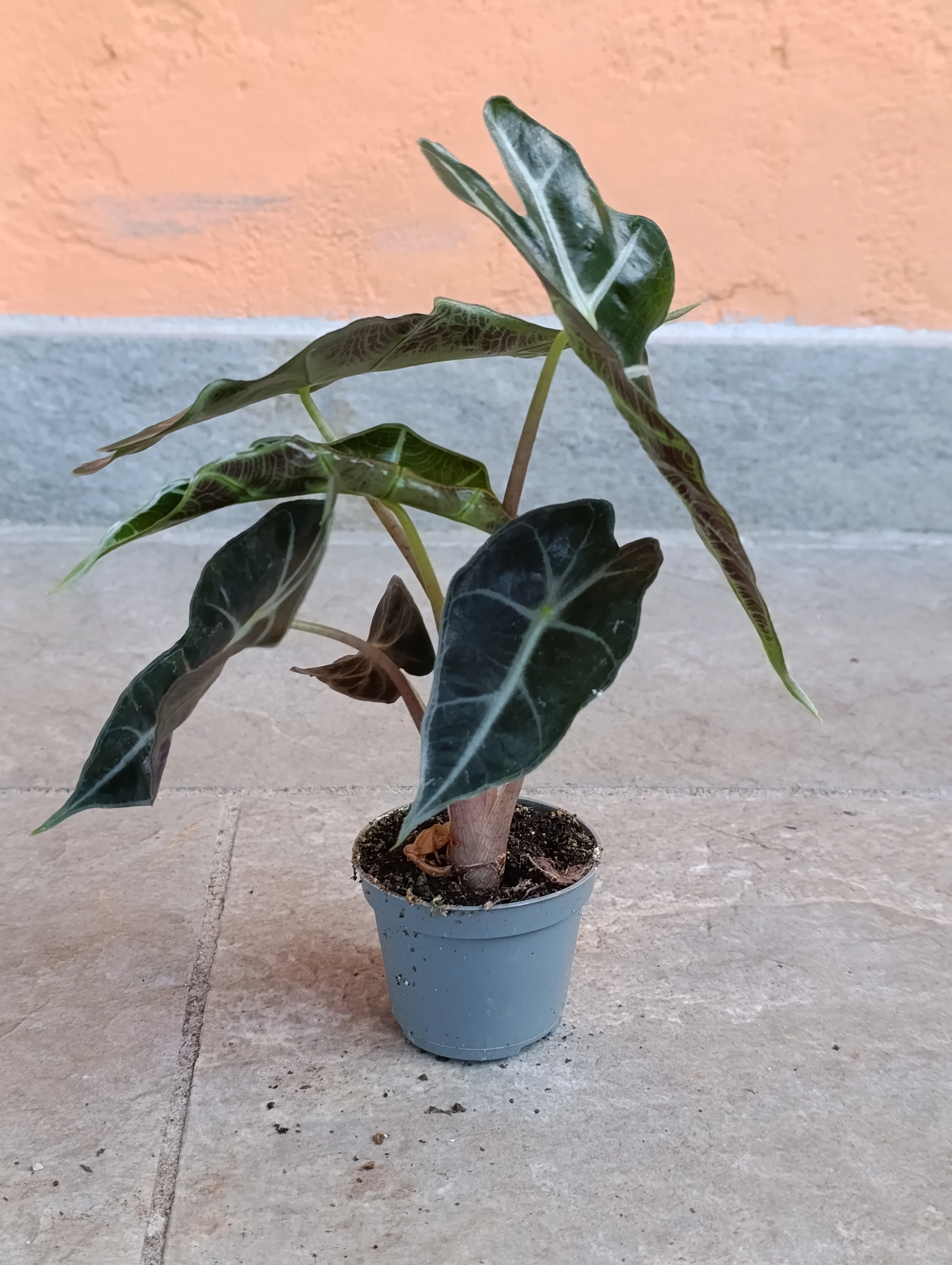 Alocasia Amazzonica baby