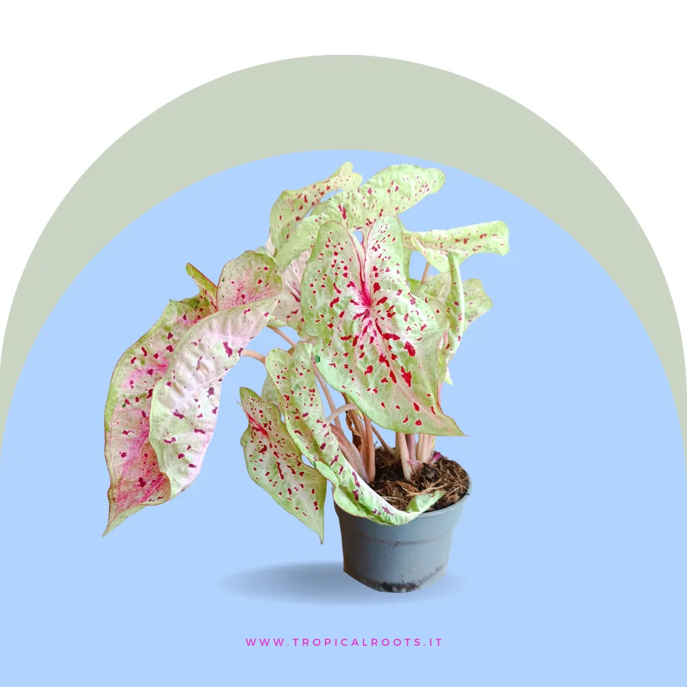 Caladium Miss Muffet