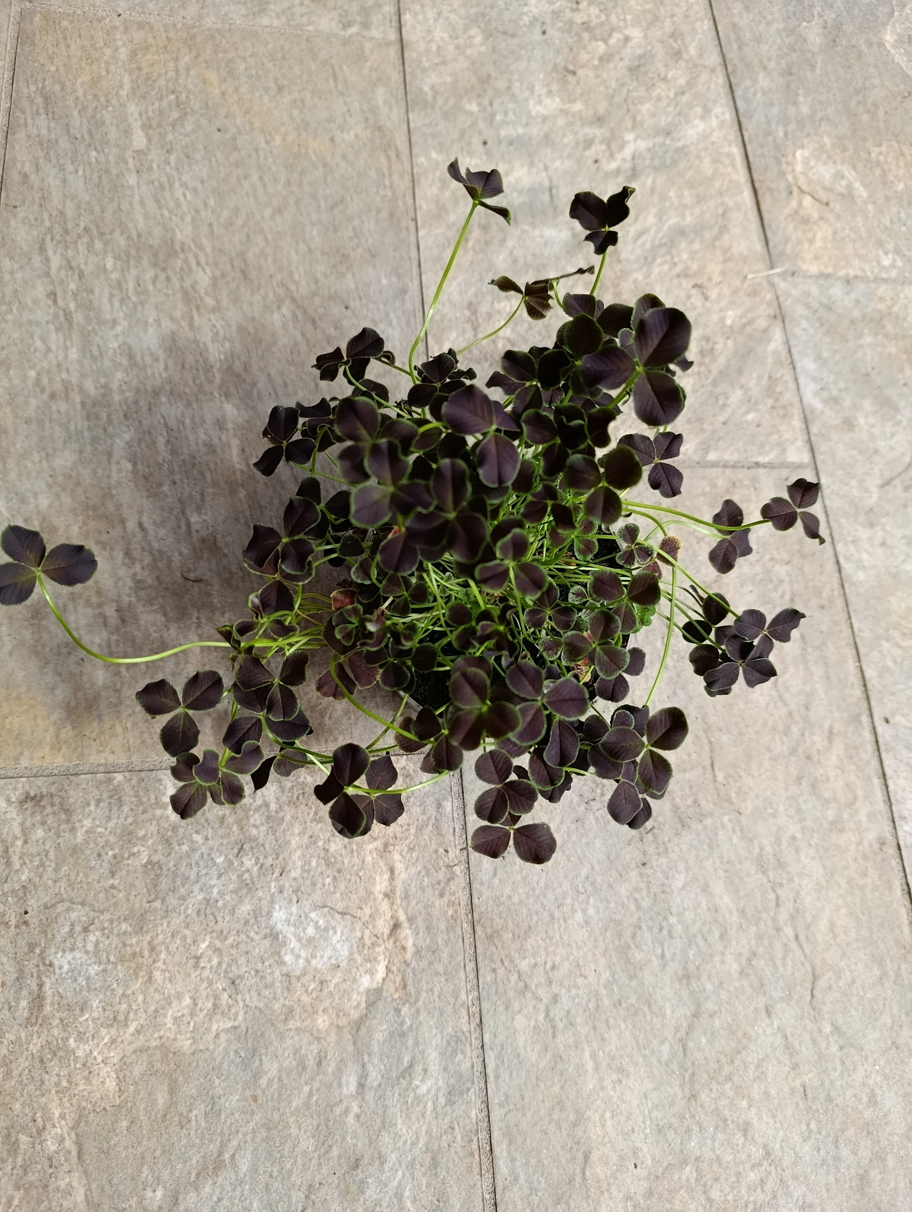 Trifolium Repens Dark Debbie