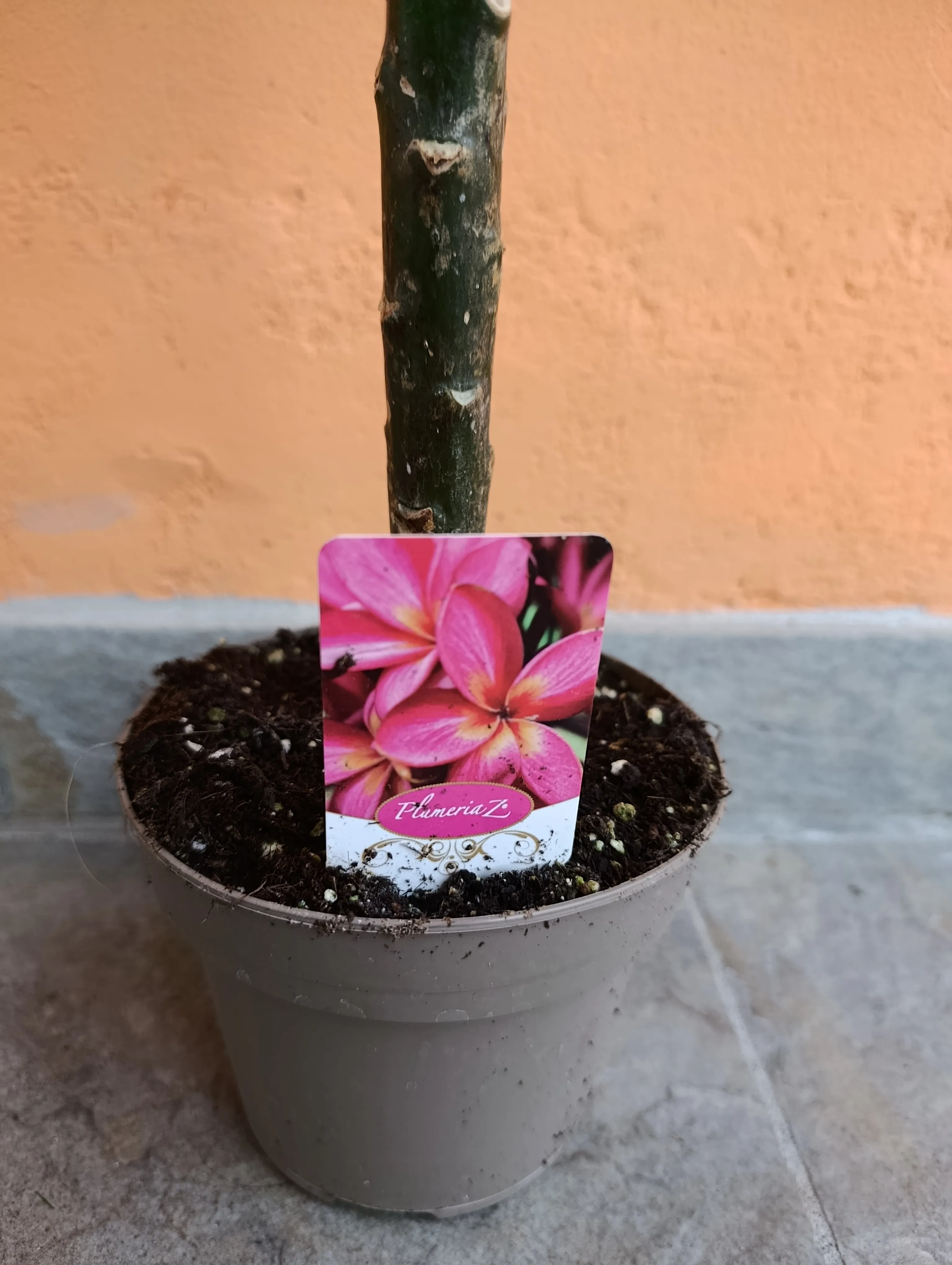 Plumeria rubra