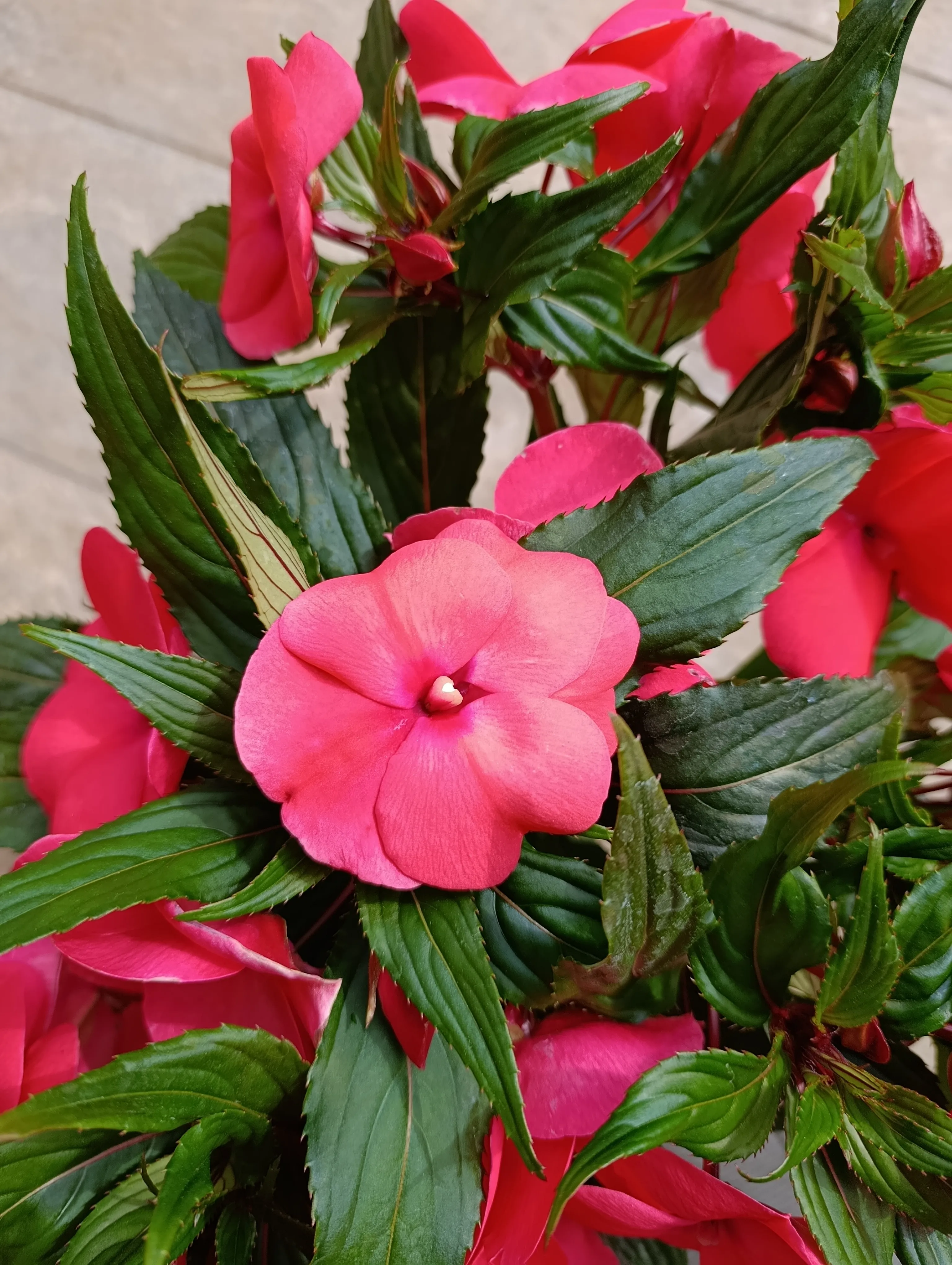 Impatiens Nuova Guinea red