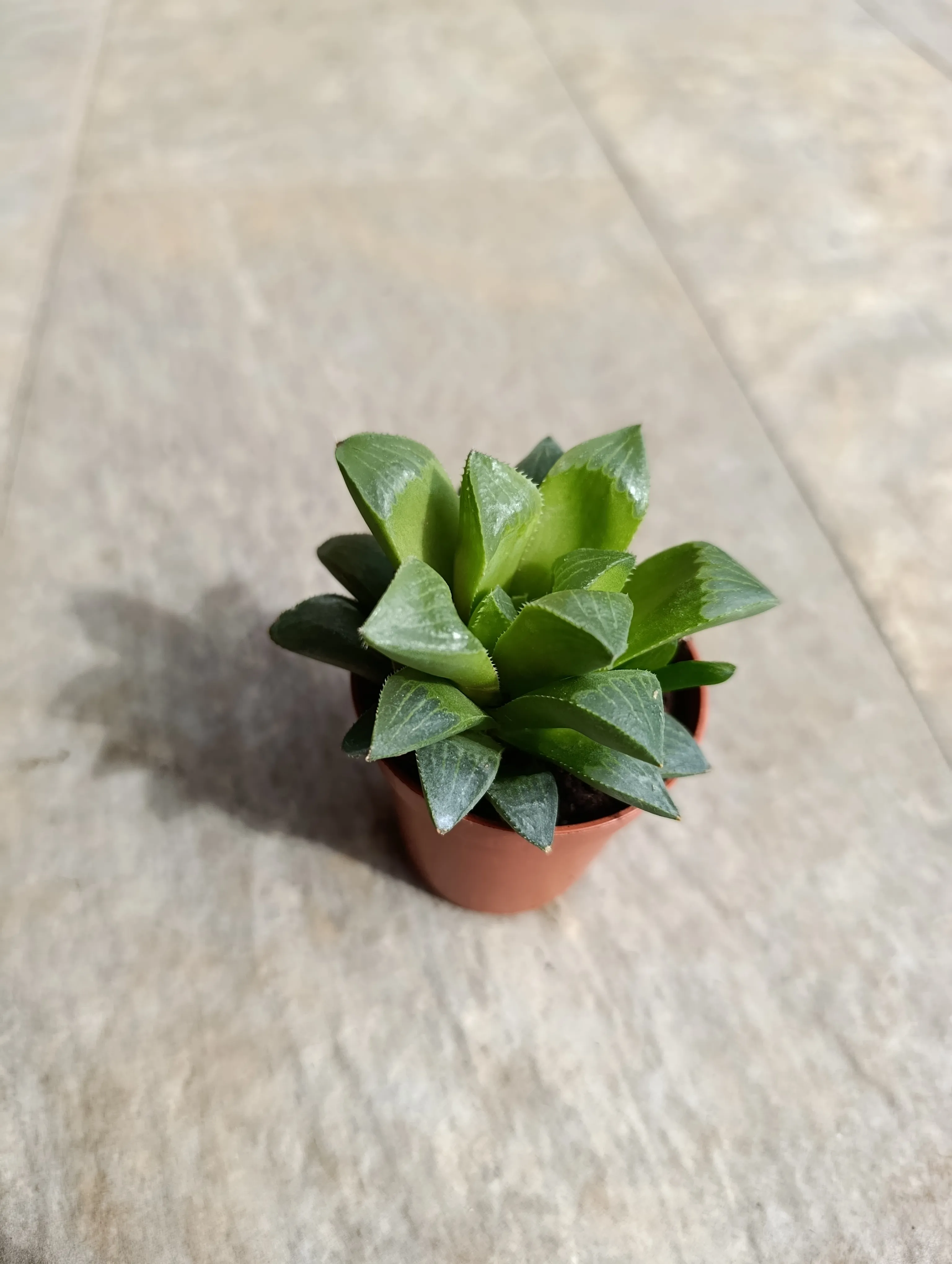 Haworthia mirabilis