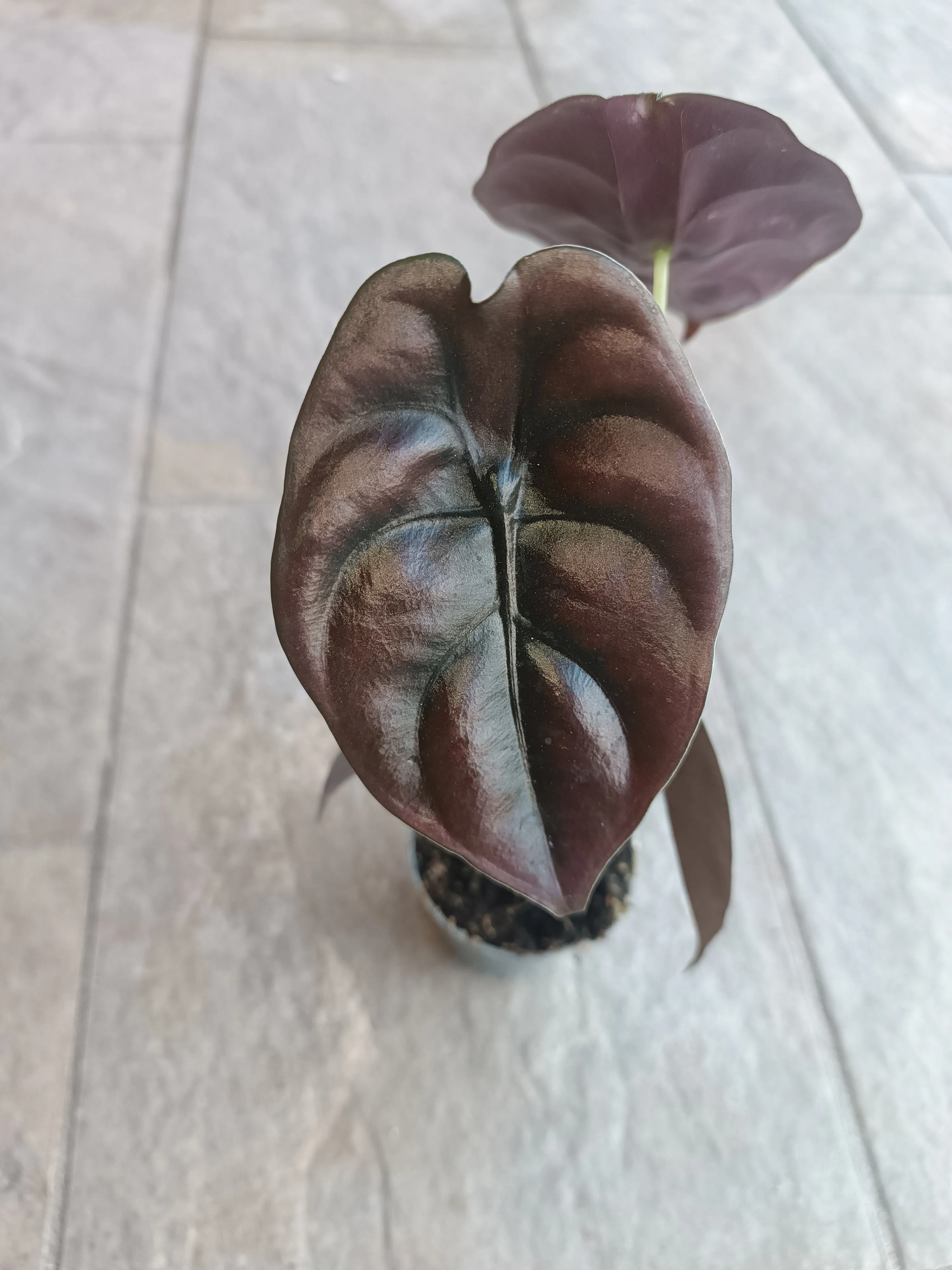 Alocasia Cuprea 