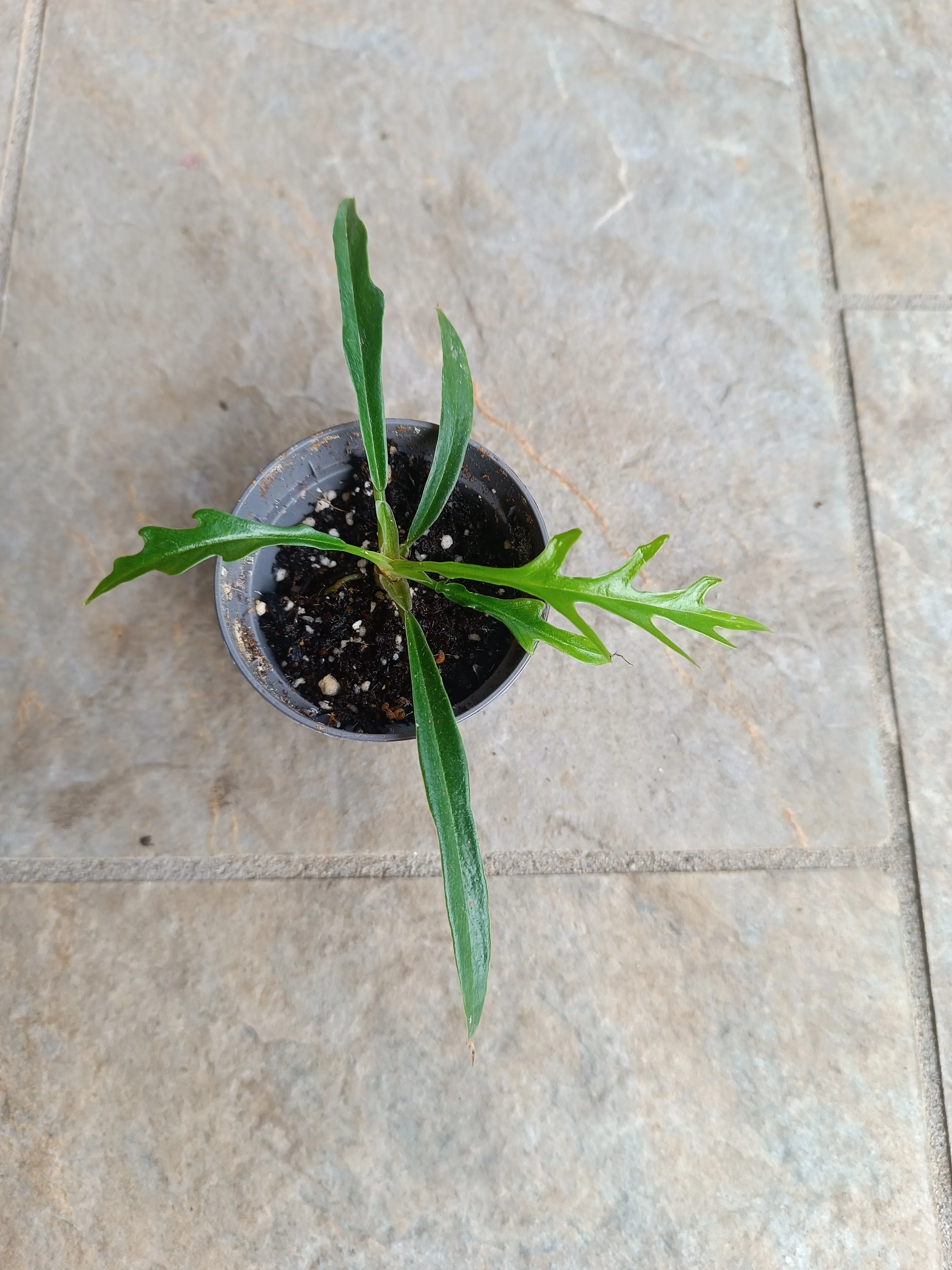 Philodendron 'Tortum' baby